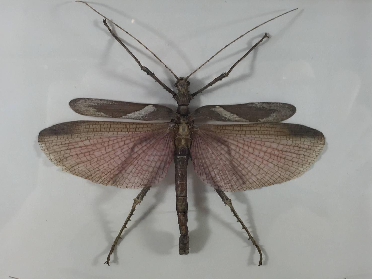 Two Museum Mounted Exotic Specimen Insects For Sale at 1stdibs
