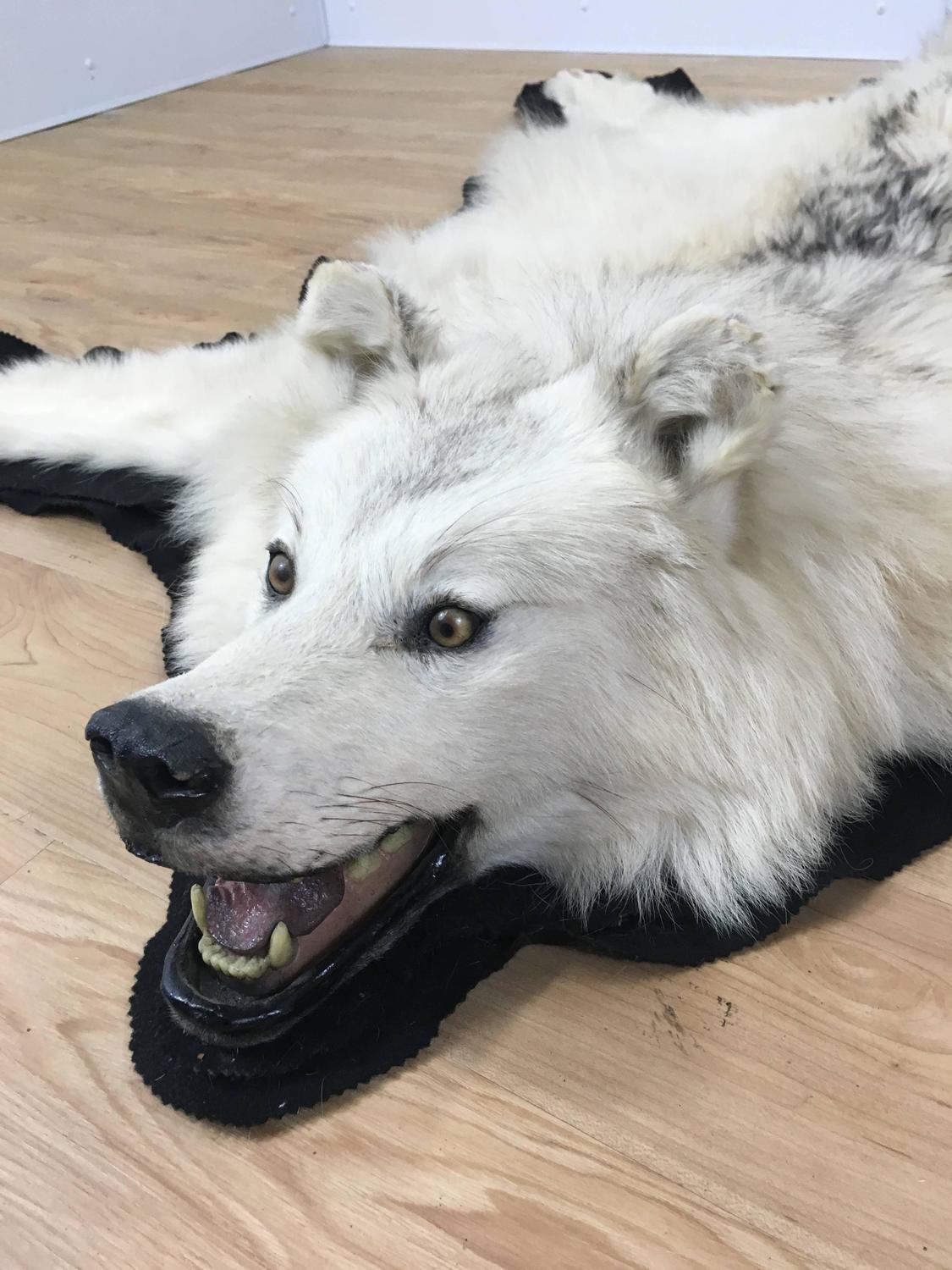 Vintage White Wolf Skin Rug For Sale at 1stdibs