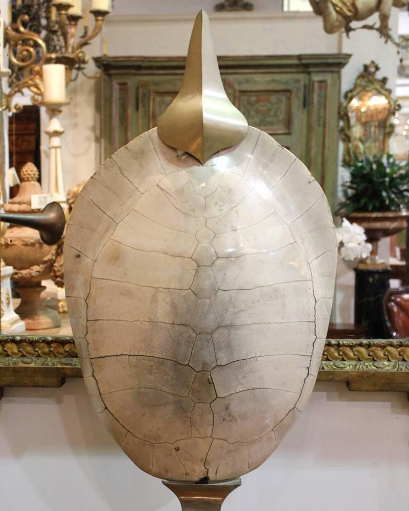 Early 19th Century Albino Tortoise Shell of a Loggerhead Turtle For Sale 4