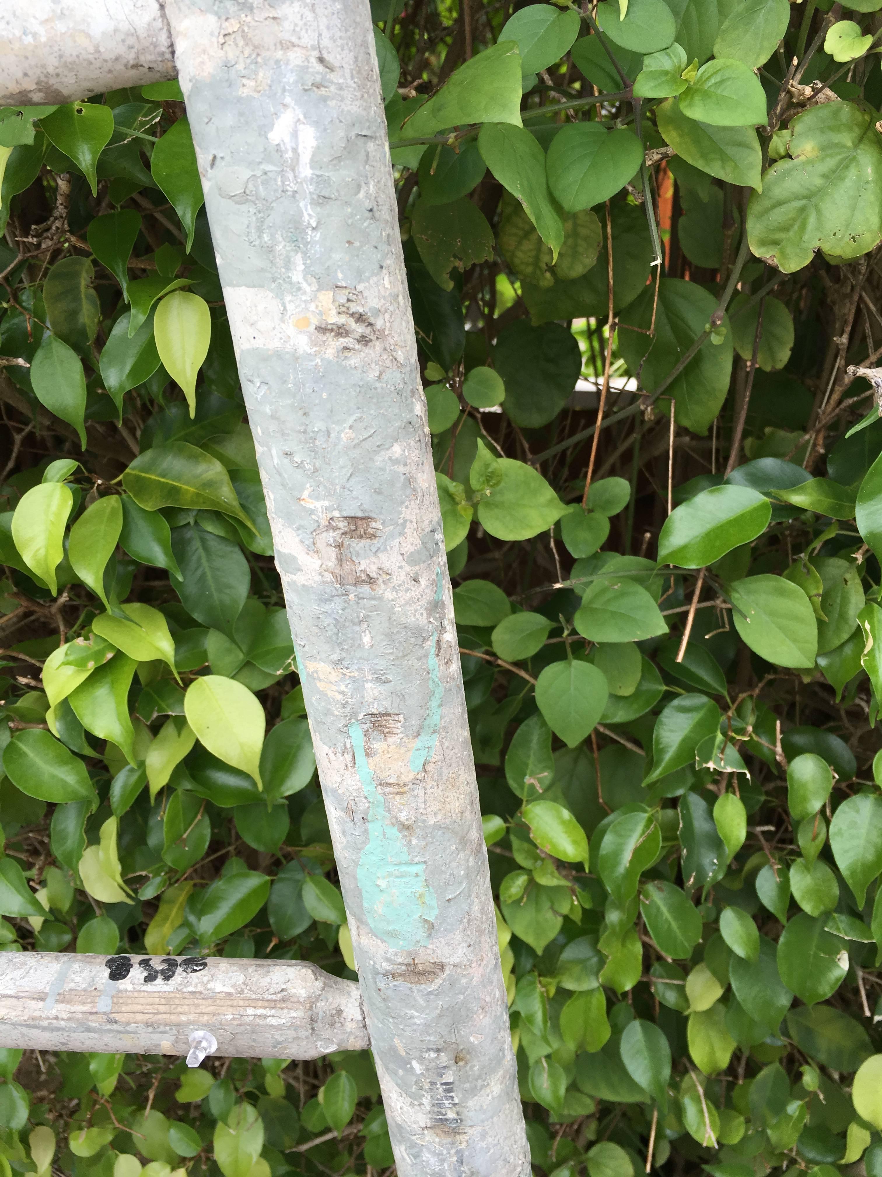 Paint Vintage Orchard Ladder