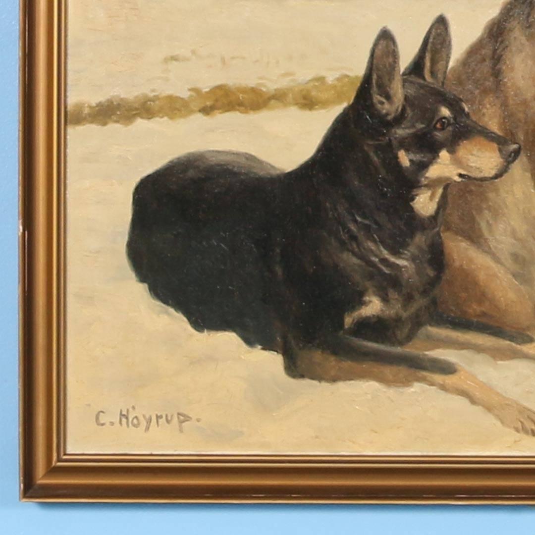 Original Oil on Canvas with dogs by Danish artist Carl Høyrup (1893-1961). Two German shepherds laying in snow covered field. Please enlarge and examine close up photos of appreciate details of this large painting. 

