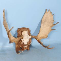 Large Vintage Moose Antlers Mounted on a Carved Oak Shield