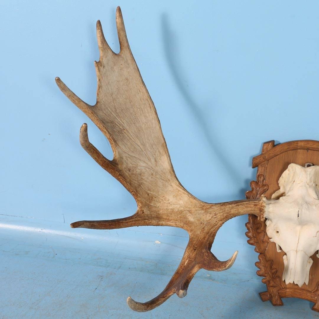 American Large Vintage Moose Antlers Mounted on a Carved Oak Shield