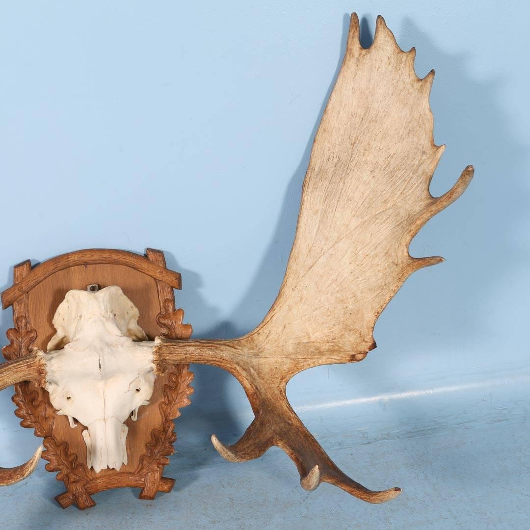 Large Vintage Moose Antlers Mounted on a Carved Oak Shield In Good Condition In Round Top, TX