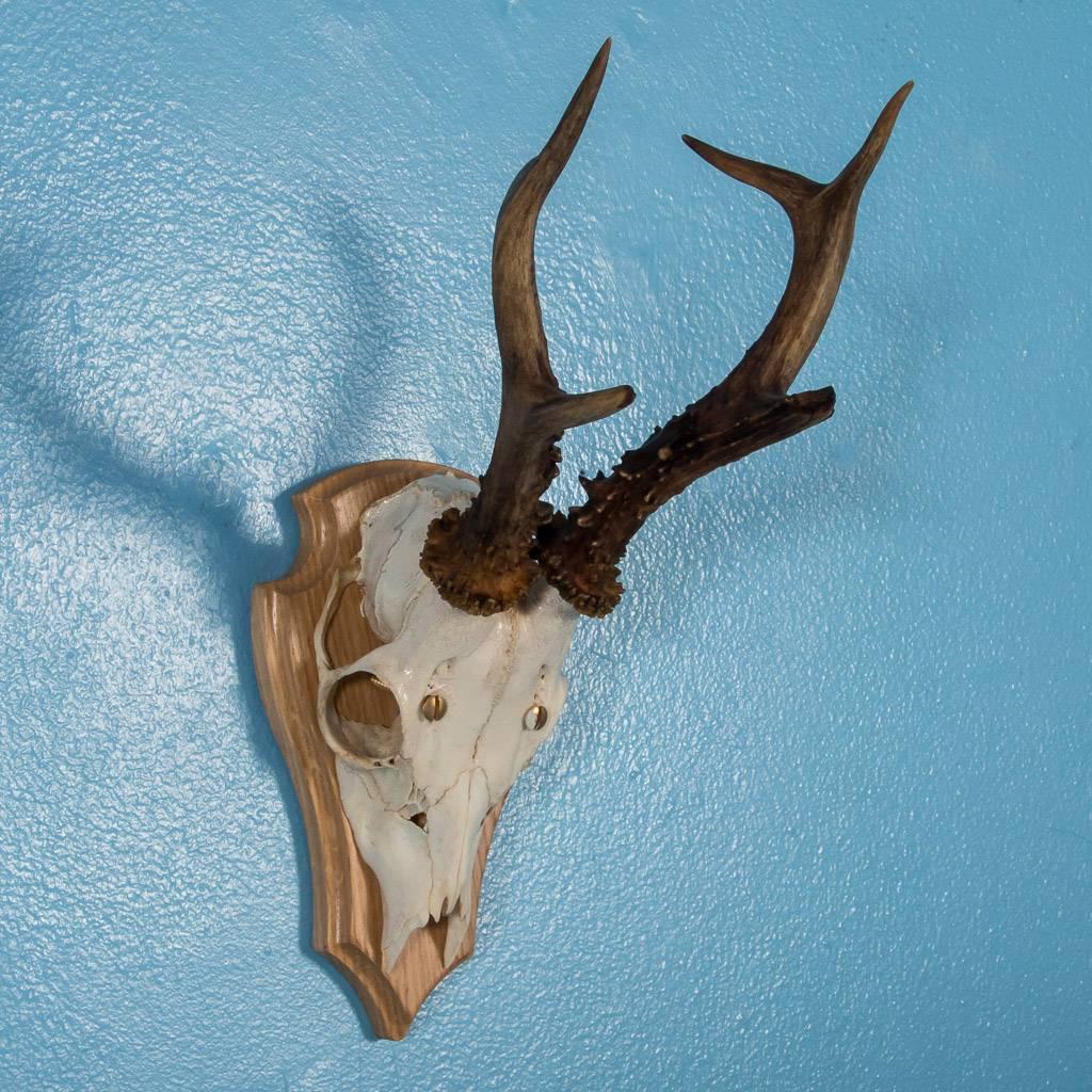 Set of  35 vintage European mount deer antlers from Northern Germany. Each of the deer mounts are unique and the sizes vary, but average size is listed. All of the antlers are mounted on a hardwood plaque and ready for hanging. Please take a moment