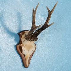 Set of 25 Vintage Black Forest Deer Antler Mounts