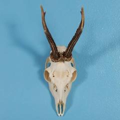 Set of Eight Vintage Black Forest Deer Antlers