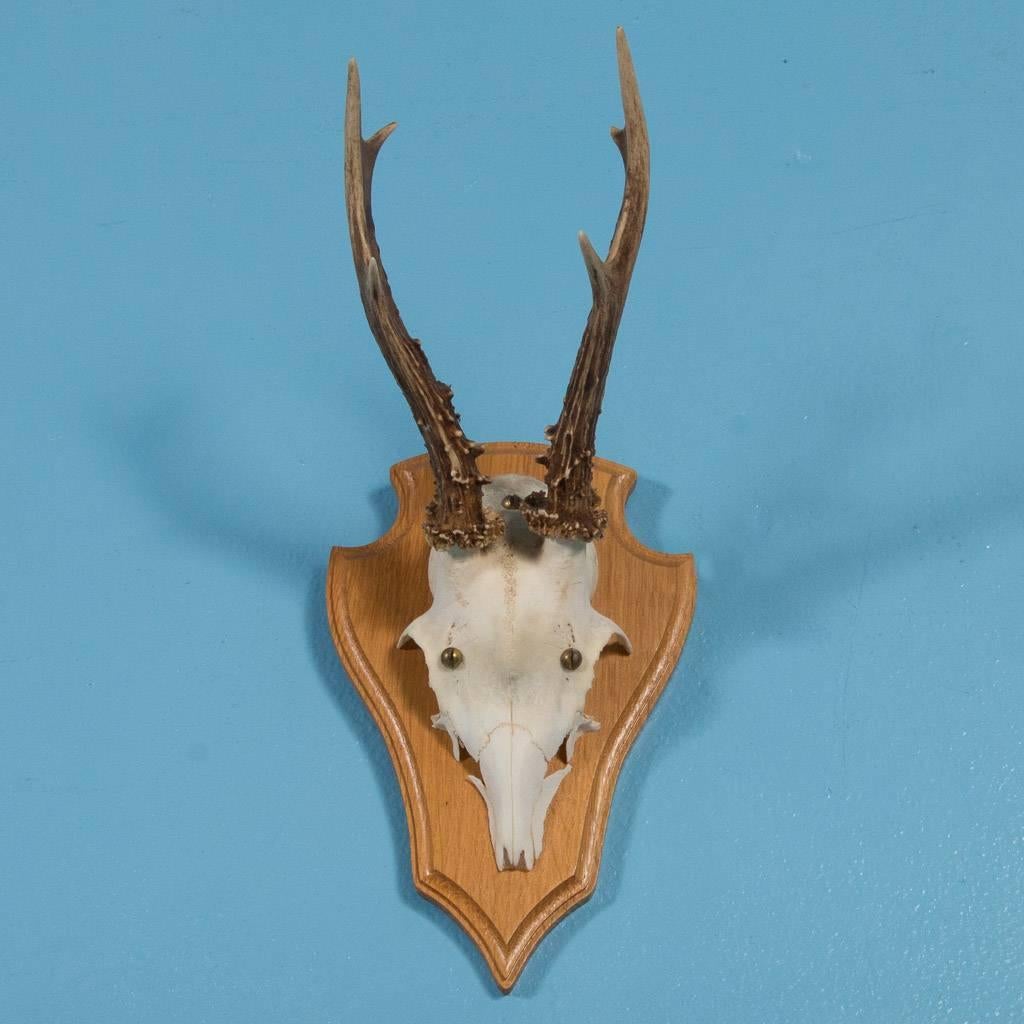 Set of five vintage European mount deer antlers from Northern Germany. Each of the deer mounts are unique and the sizes vary, but average size is listed. All of the antlers are mounted on a hardwood plaque and ready for hanging. Please take a moment
