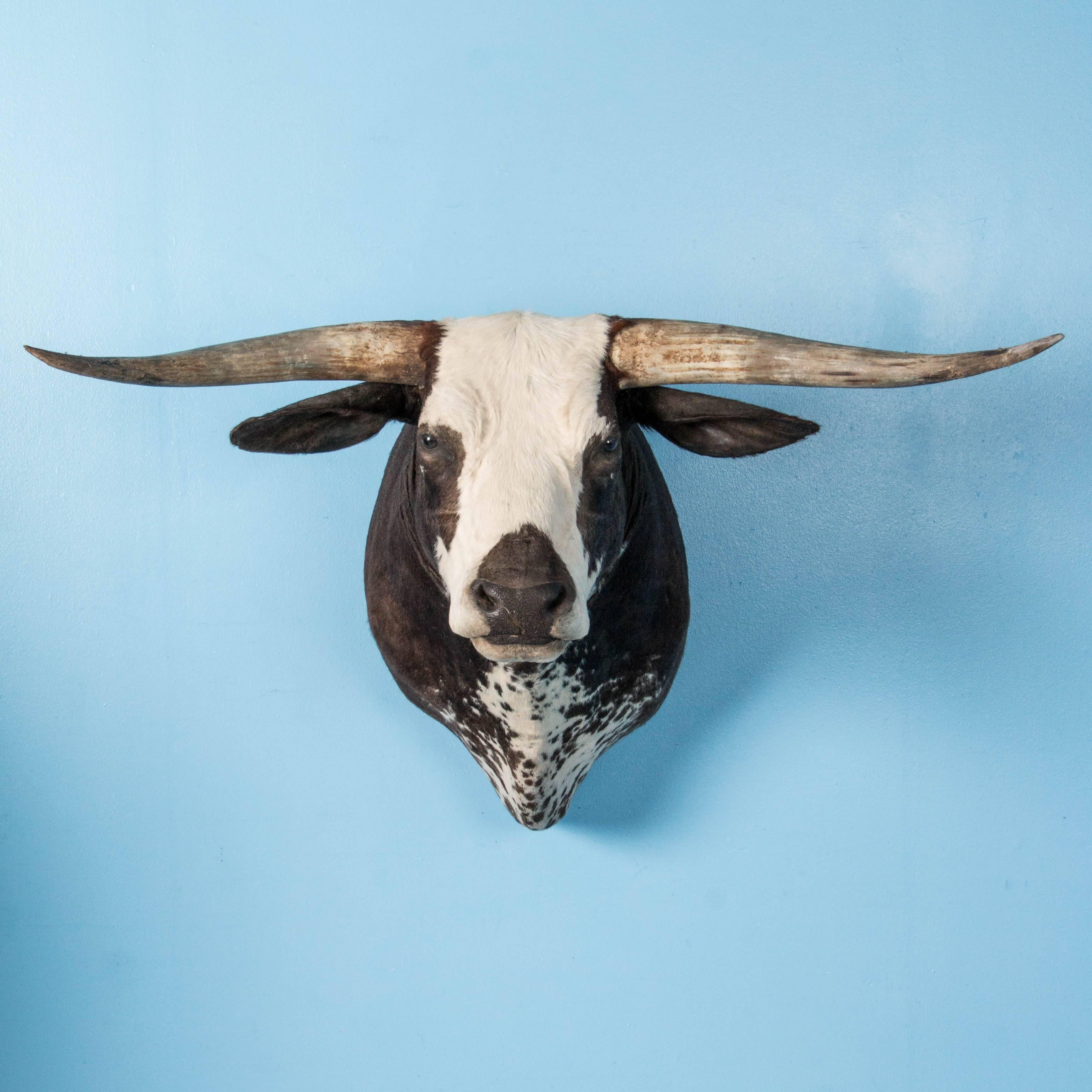 This brown and white steer head mount is very clean, surprisingly lightweight and beautifully mounted with a flat wood backing. Please take a moment to enlarge the photos and examine the details up close.