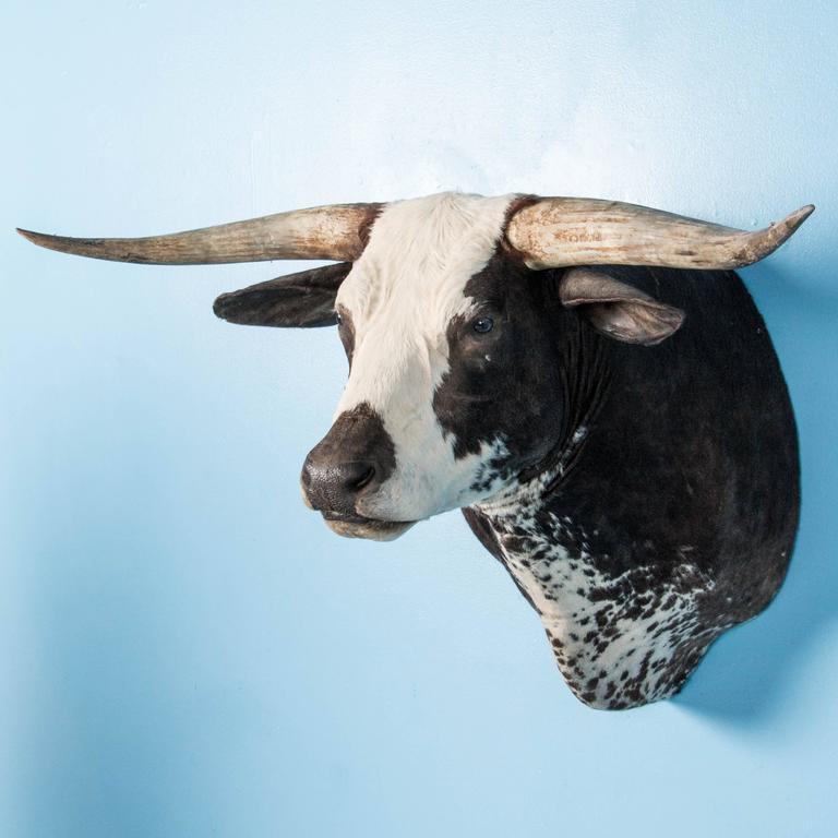 Large Long Horn Shoulder Mount Taxidermy Bull at 1stDibs