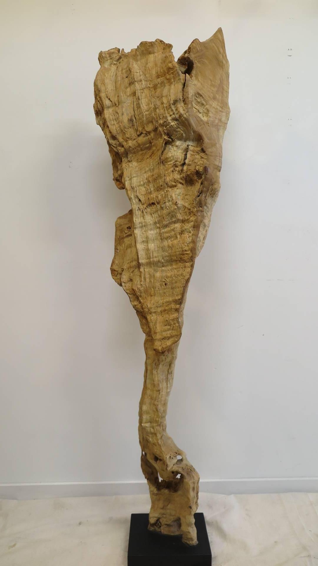 Natural Teak Wood Root Sculpture In Excellent Condition In New York, NY