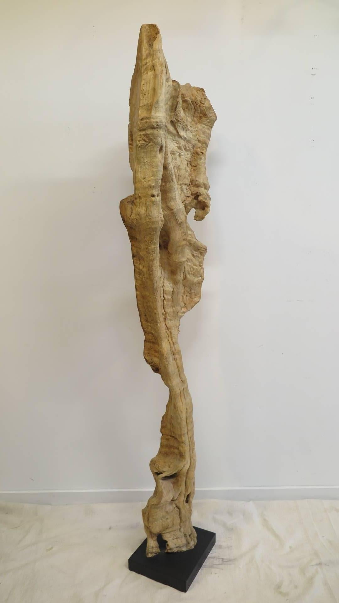 Contemporary Natural Teak Wood Root Sculpture
