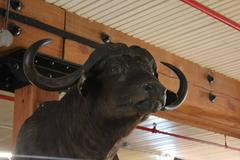 Vintage Large Black Water Buffalo Taxidermy