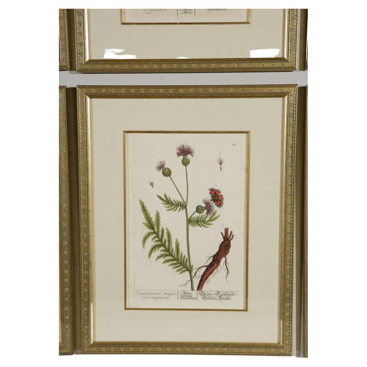 antique botanical prints framed