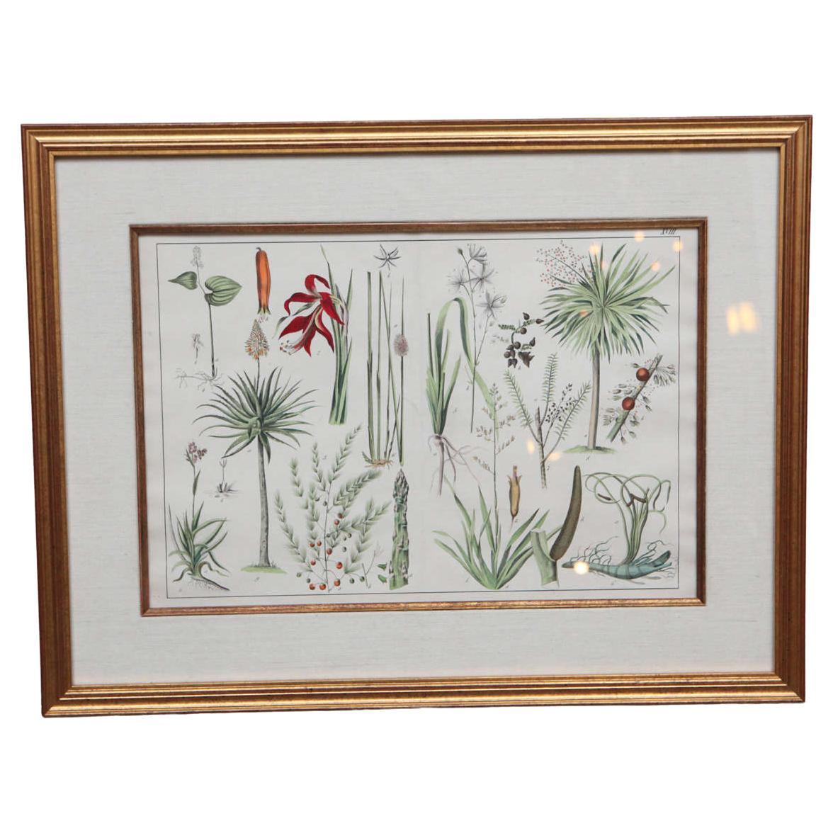 Große handbemalte botanische Lithographie des 18. Jahrhunderts