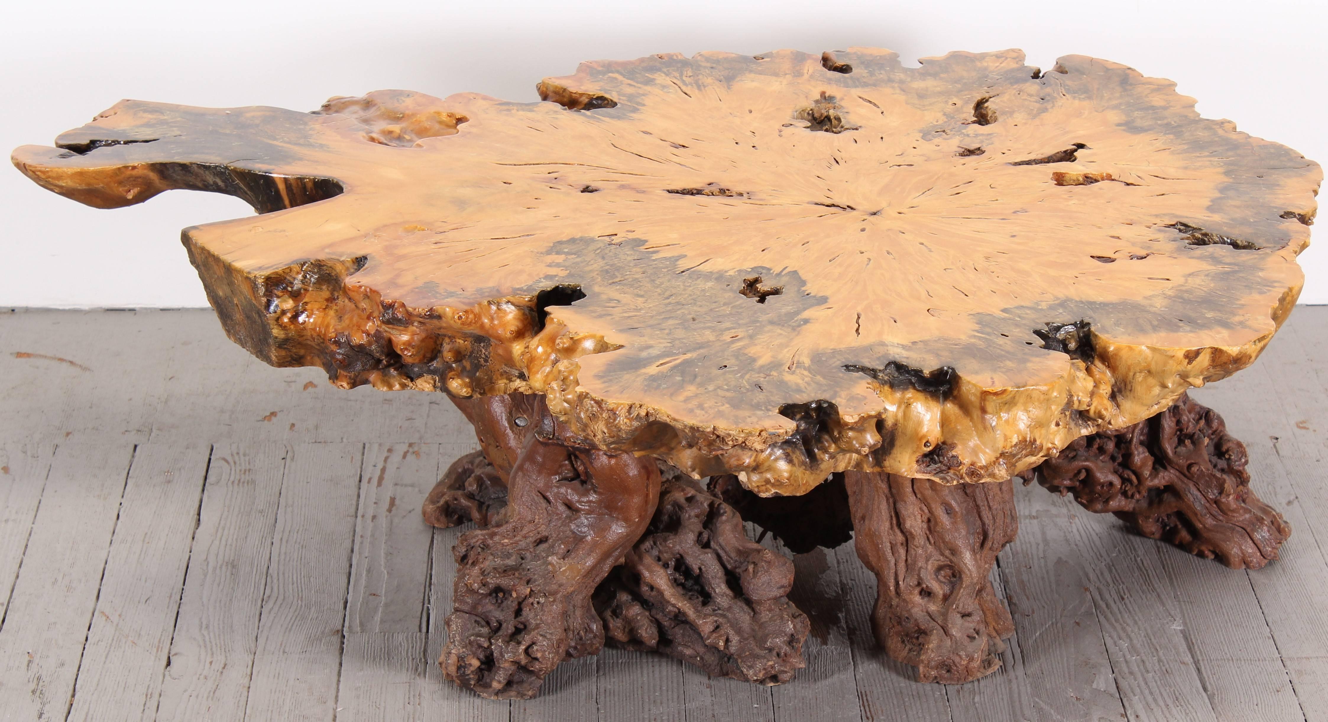 Maple burl wood slab top coffee table with old growth grape vine base. Table is sturdy and functional. A great organic, modern accent piece.