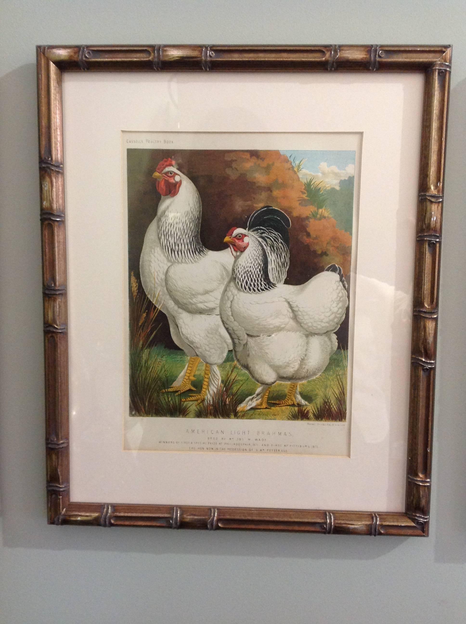 Group of Poultry Lithographs by Cassell For Sale 1