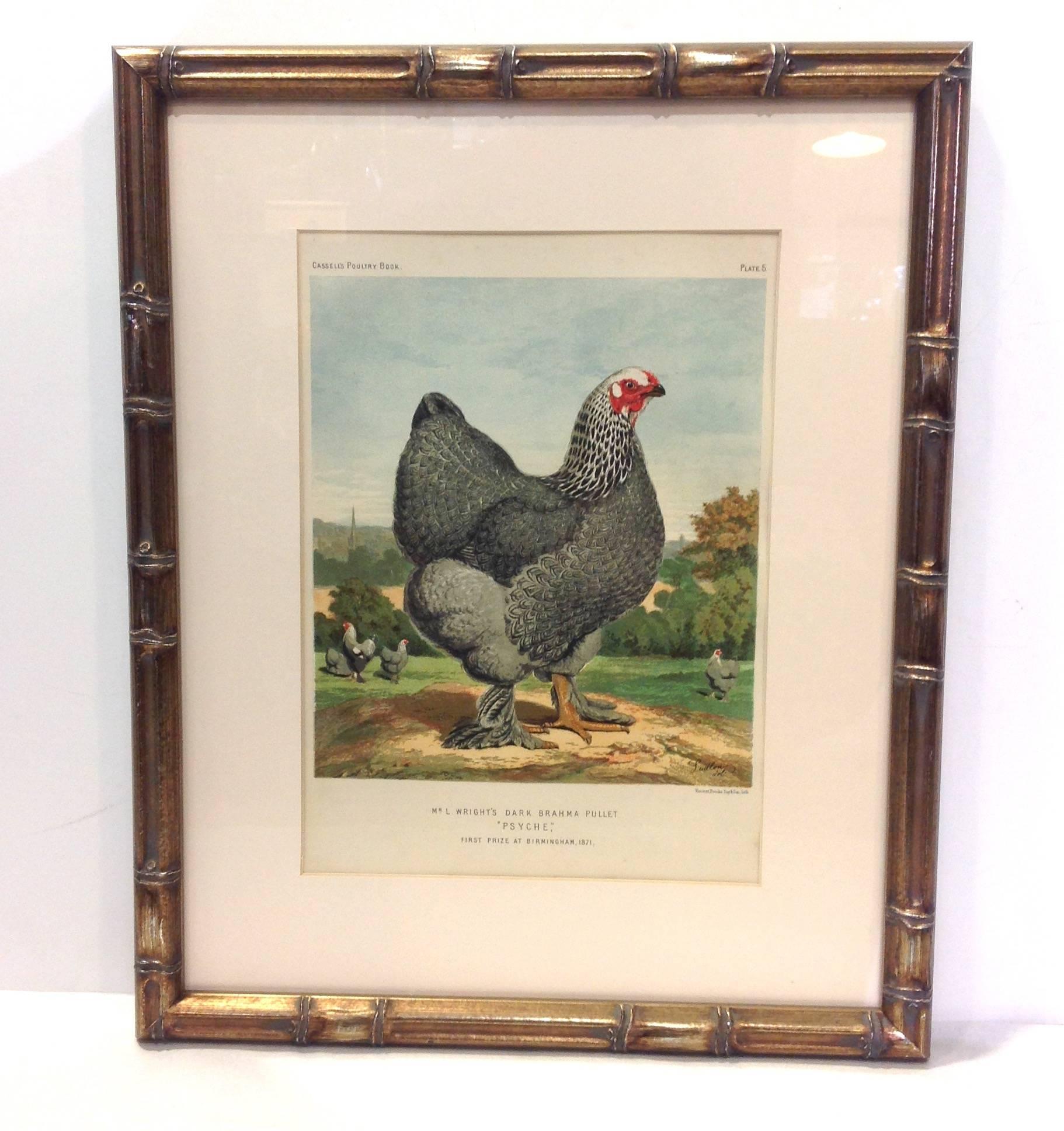 Other Group of Poultry Lithographs by Cassell For Sale