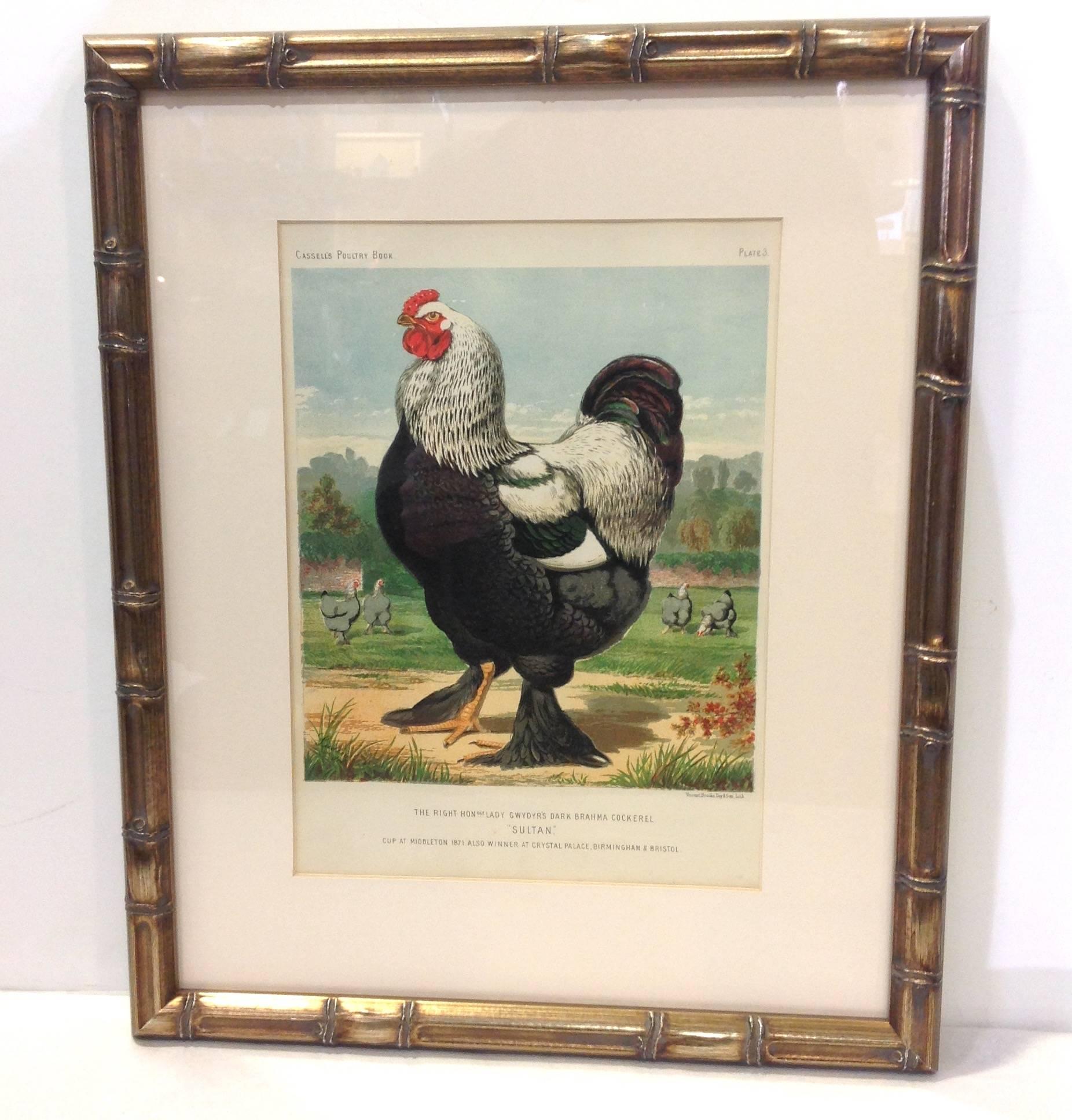 English Group of Poultry Lithographs by Cassell For Sale