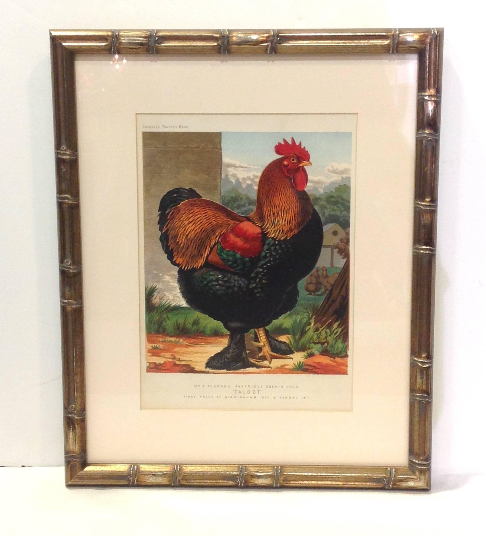 19th Century Group of Poultry Lithographs by Cassell For Sale