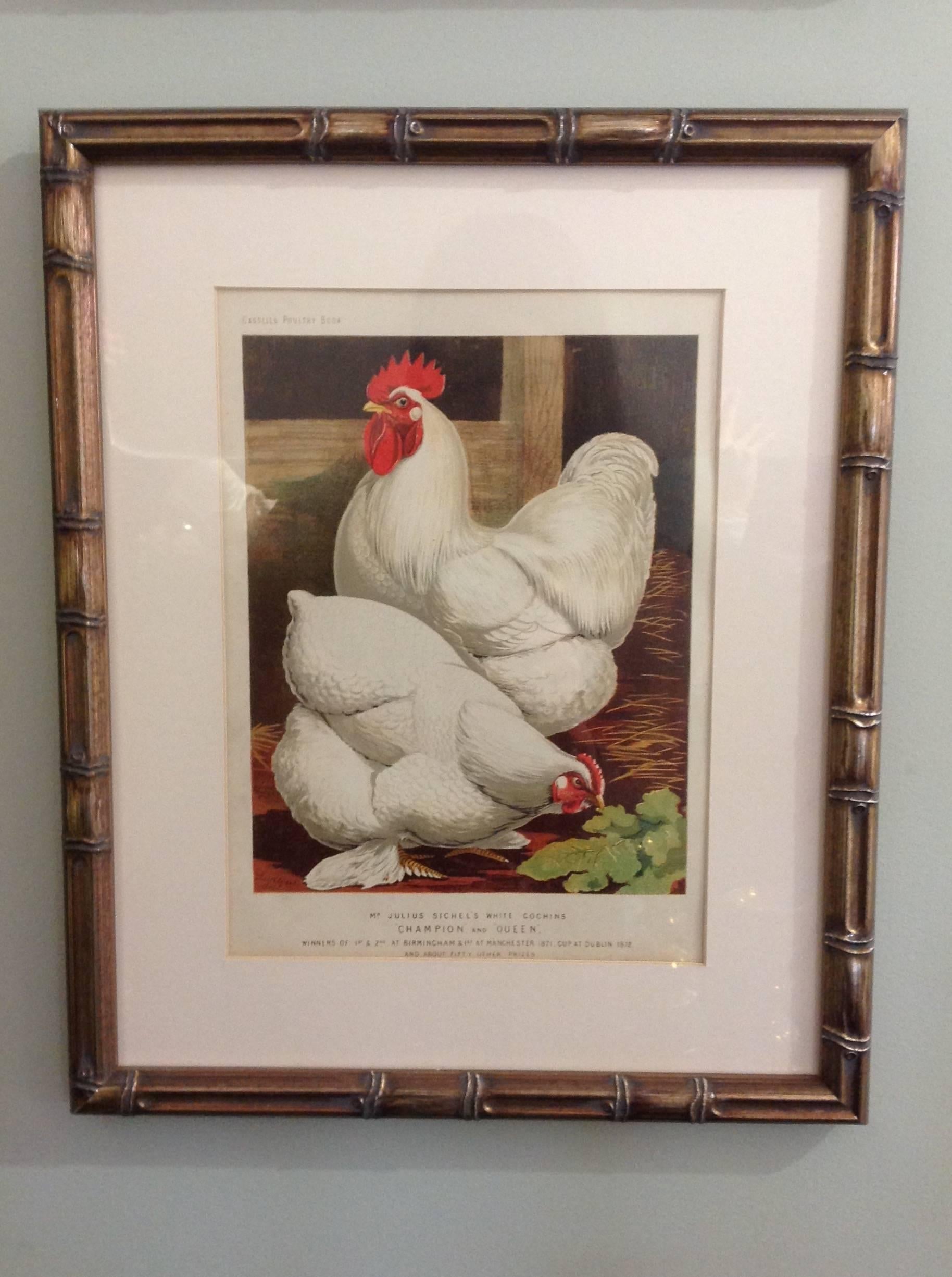 Paper Group of Poultry Lithographs by Cassell For Sale