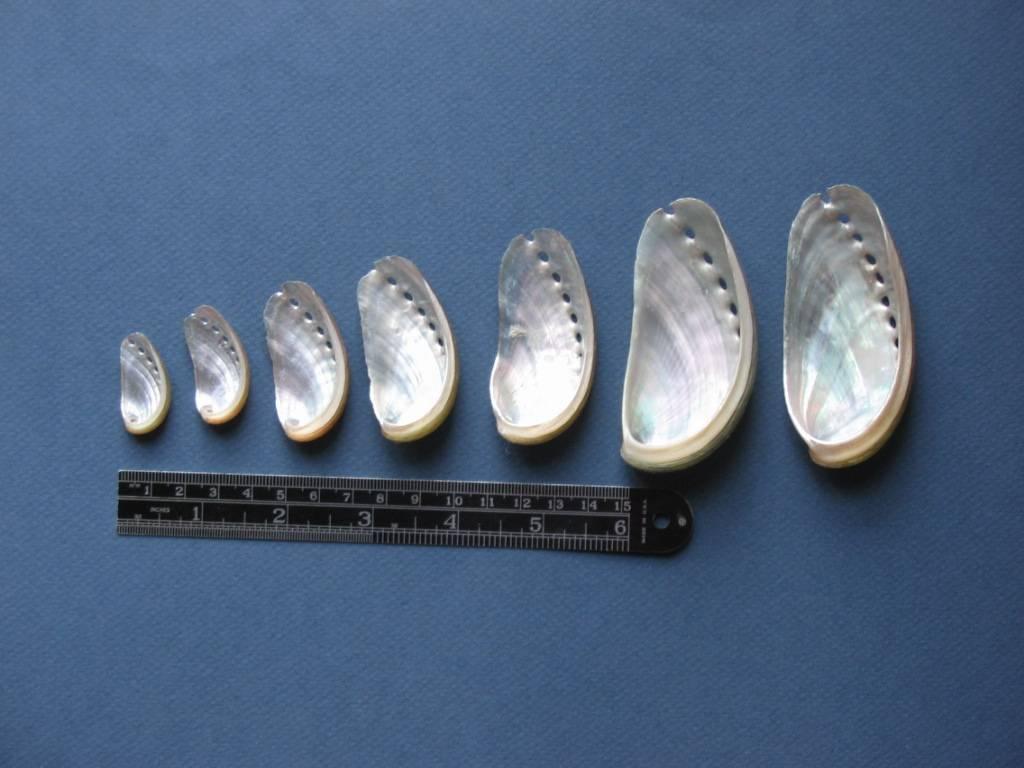 British Silver Ocean - a light reflective framed shellwork of impressive size For Sale