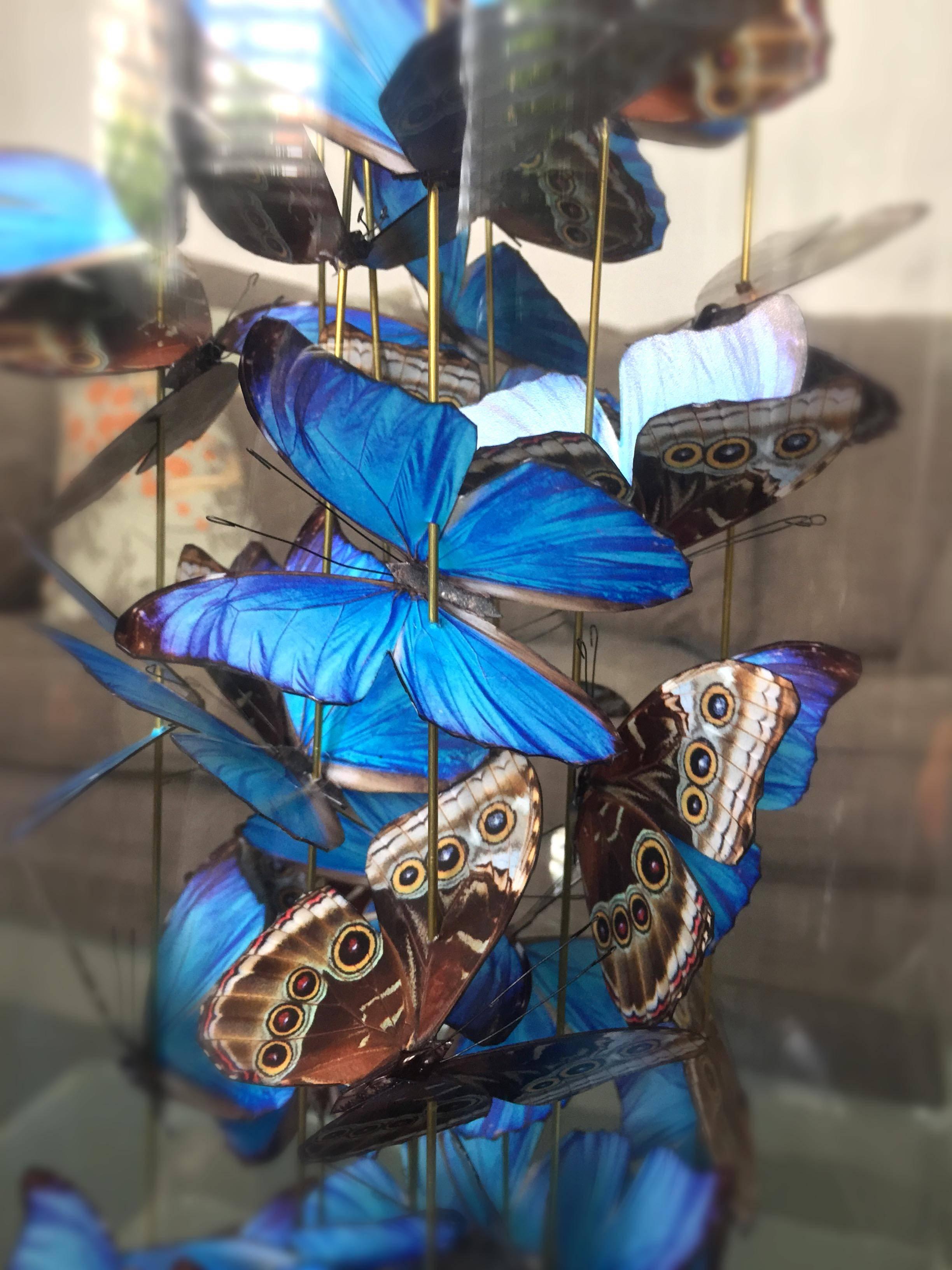 Airborne captures blue morpho butterflies in mid flight swirling in ascension in a frenetic busy cluster. The species is a migratory butterfly which naturally cluster on their long journeys when resting. This is a small study of around 43 blue