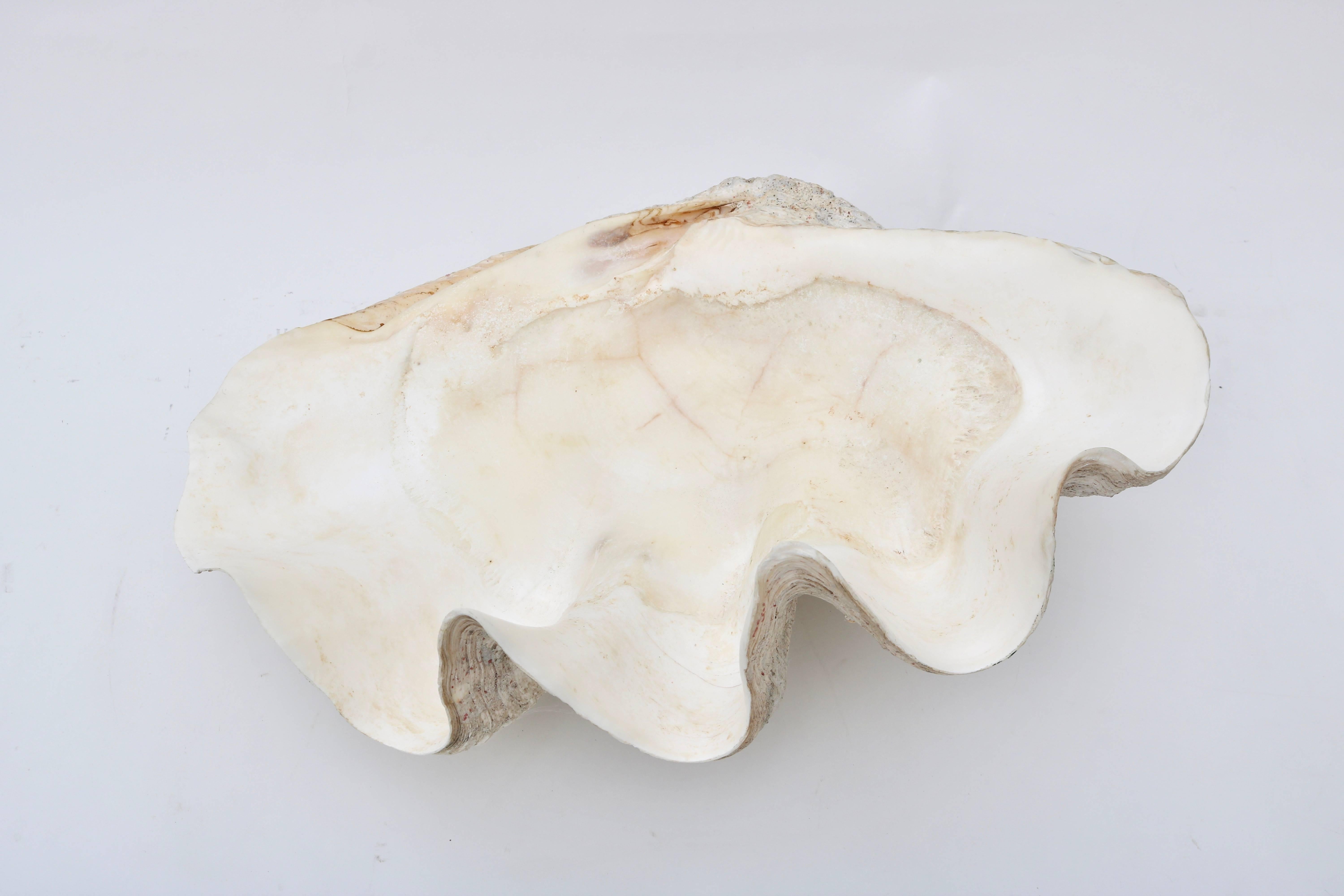 This amazing half-shell is the type genus of the family Tridacnidae: giant clam.

They are known as the Tridacna Gigas and are found in the reefs of the Southern Pacific. These clams can weigh up to 500 pounds.

For best net trade price or