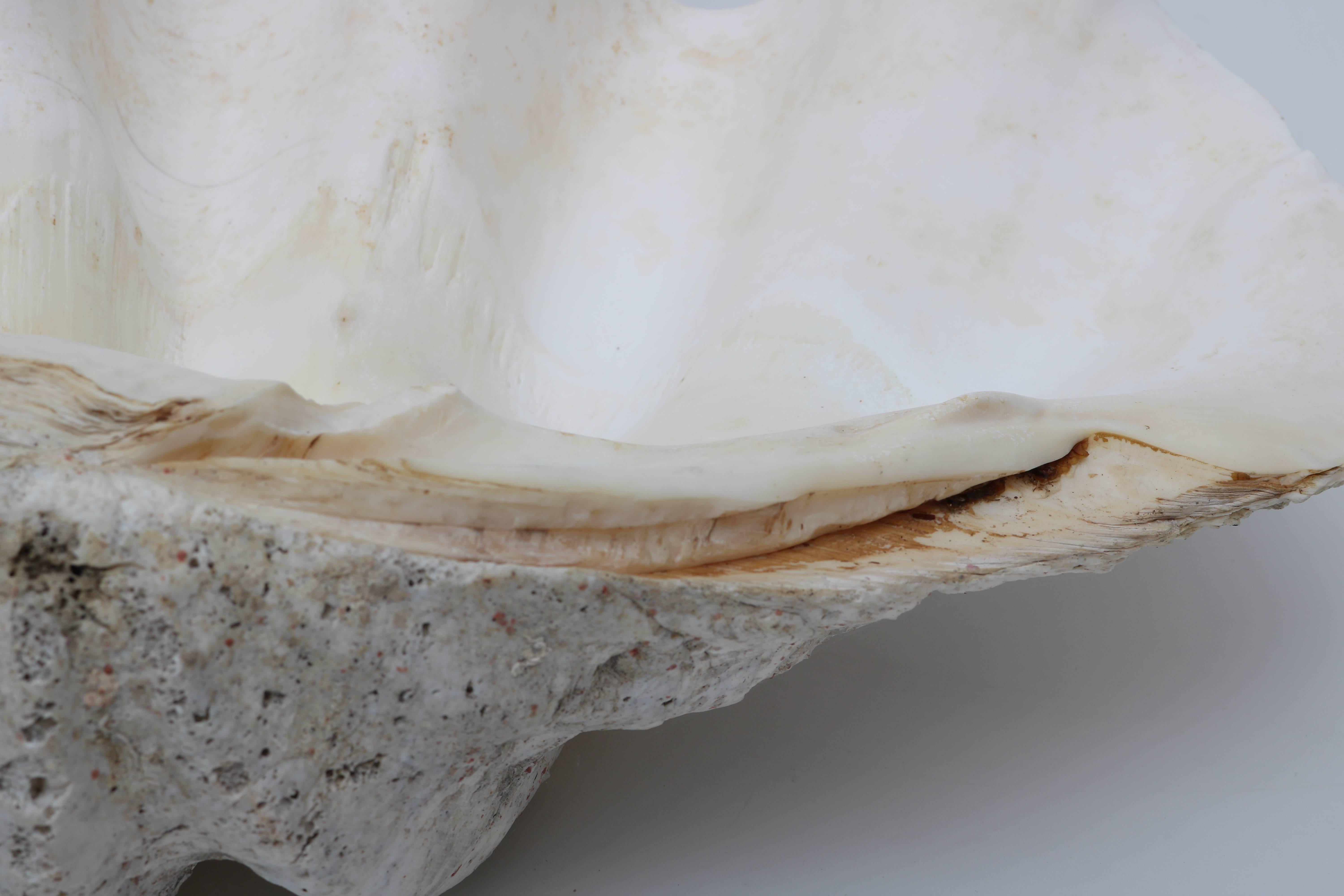 20th Century  Natural Tridacna Gigas Clam Shell