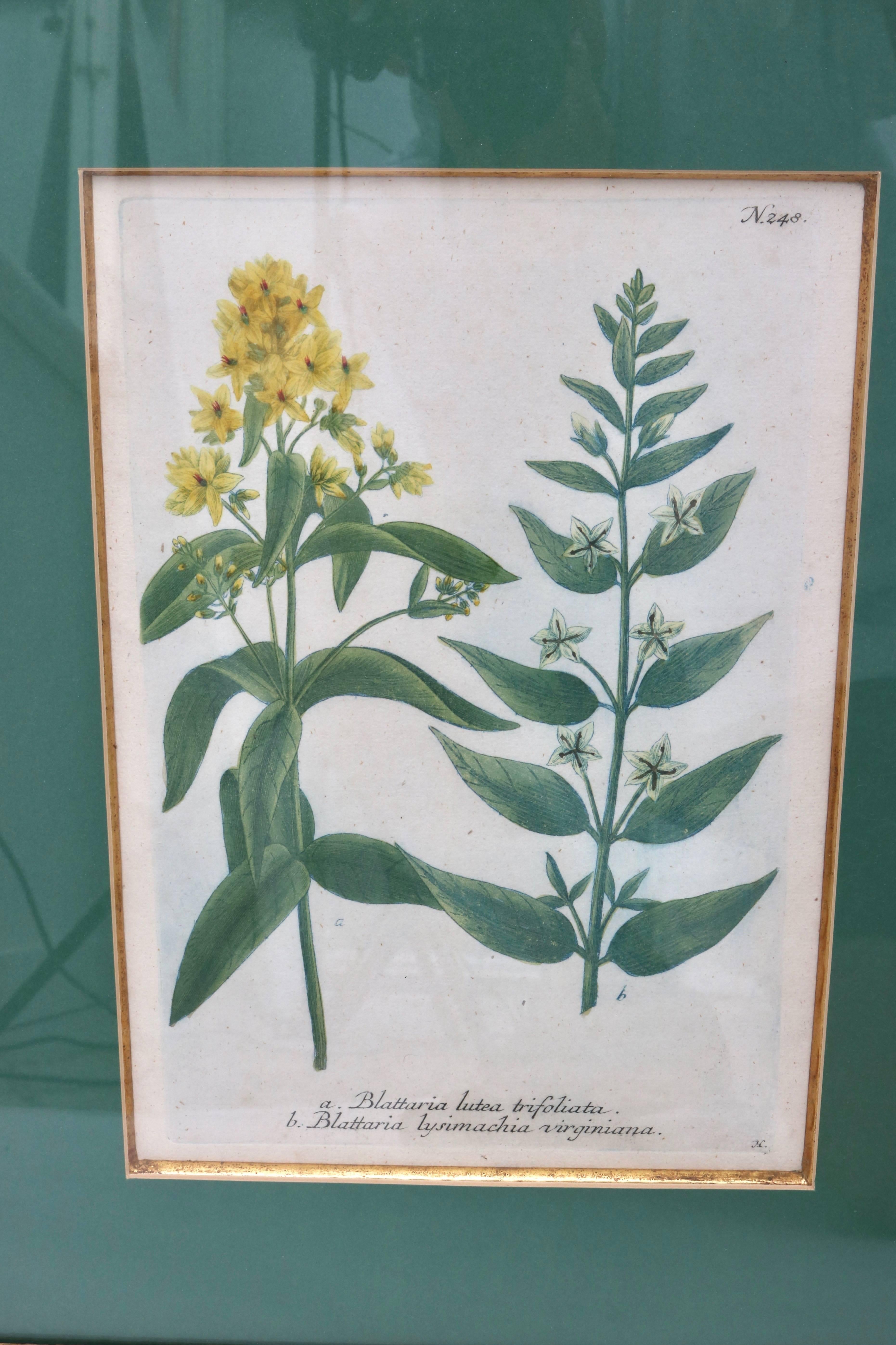 Set of Six 18th Century Hand-Colored Botanicals Prints 1