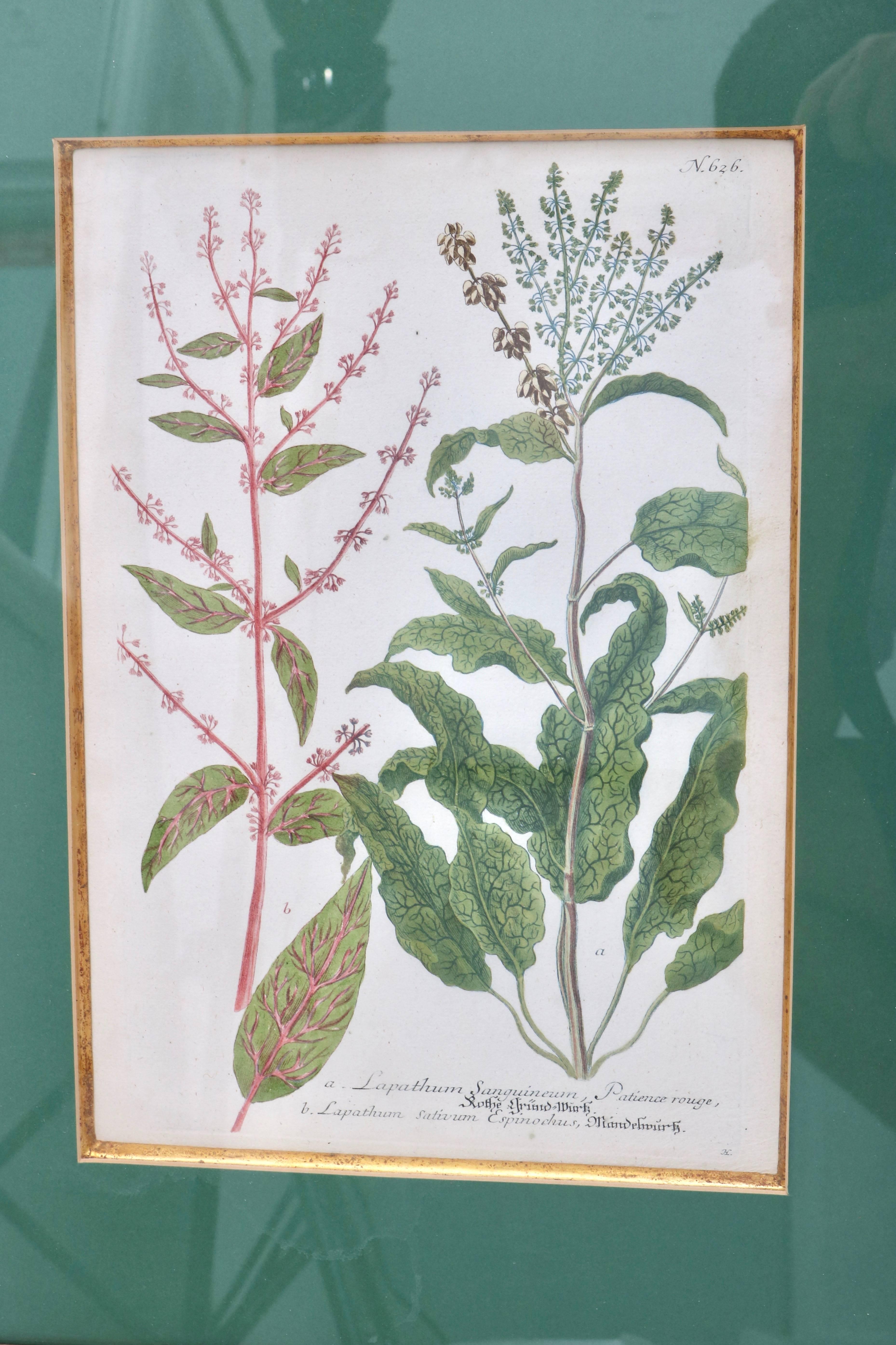 Italian Set of Six 18th Century Hand-Colored Botanicals Prints