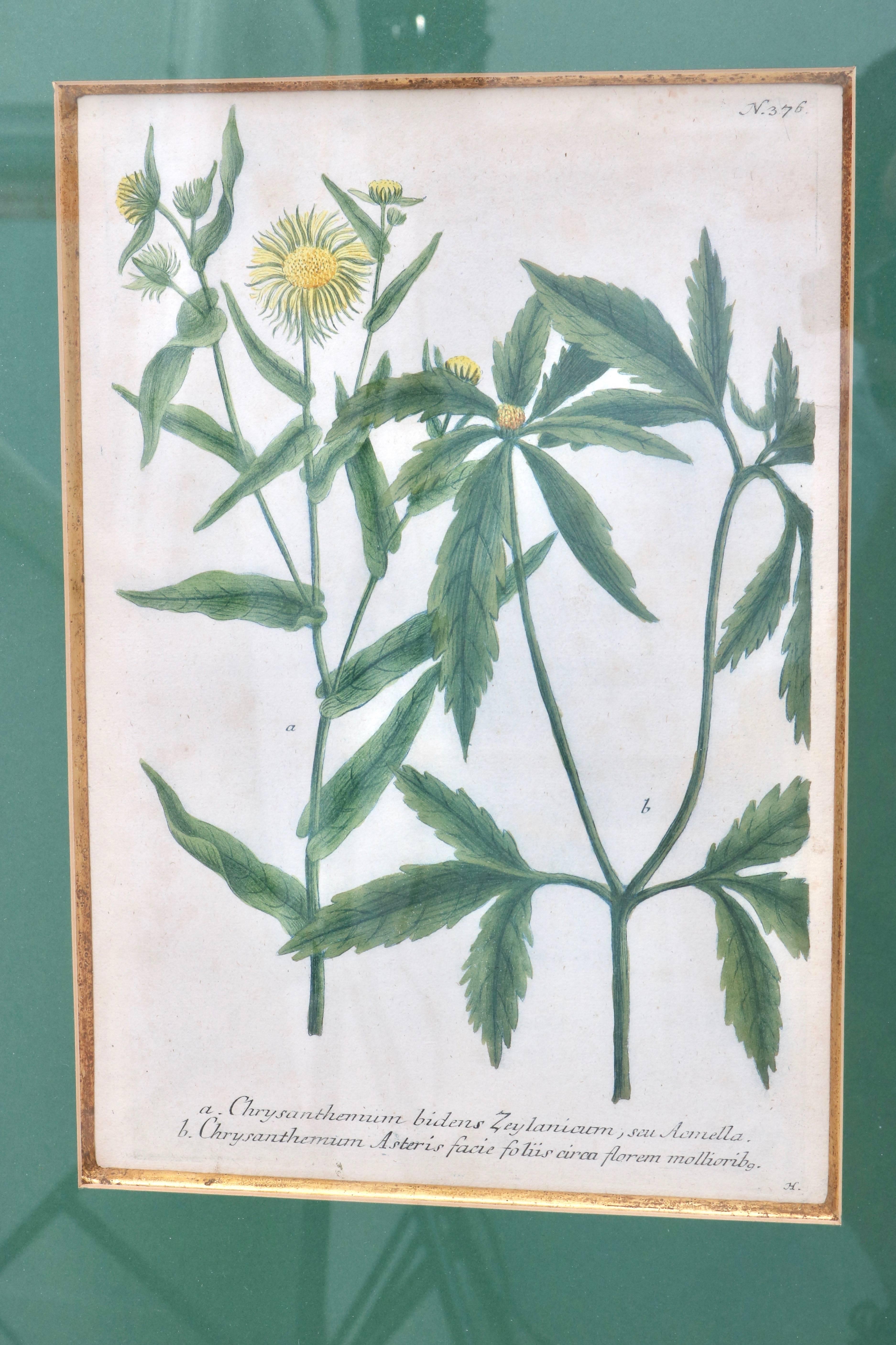 Set of Six 18th Century Hand-Colored Botanicals Prints 2