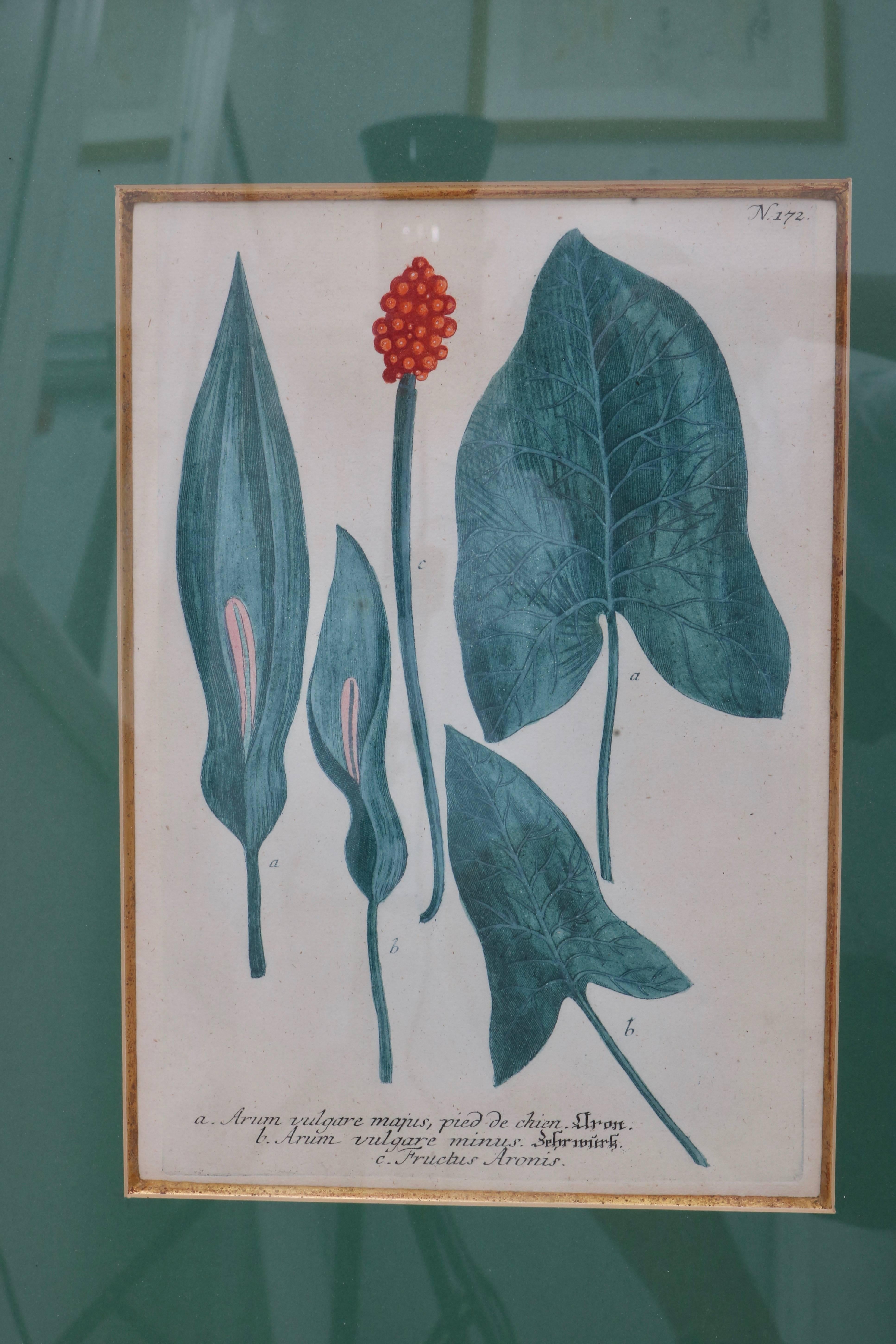 Set of Six 18th Century Hand-Colored Botanicals Prints In Good Condition In West Palm Beach, FL