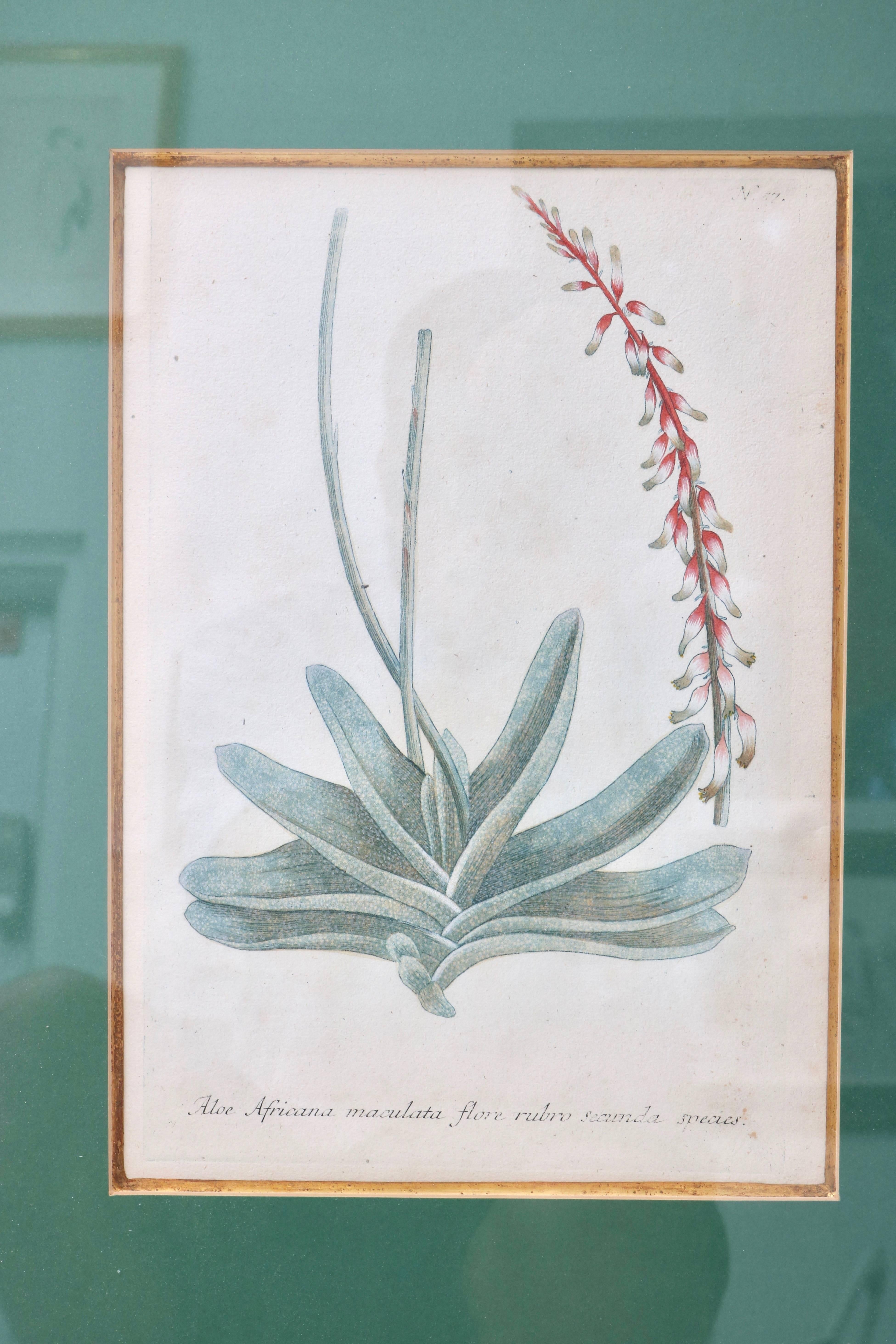 Romantic Set of Six 18th Century Hand-Colored Botanicals Prints