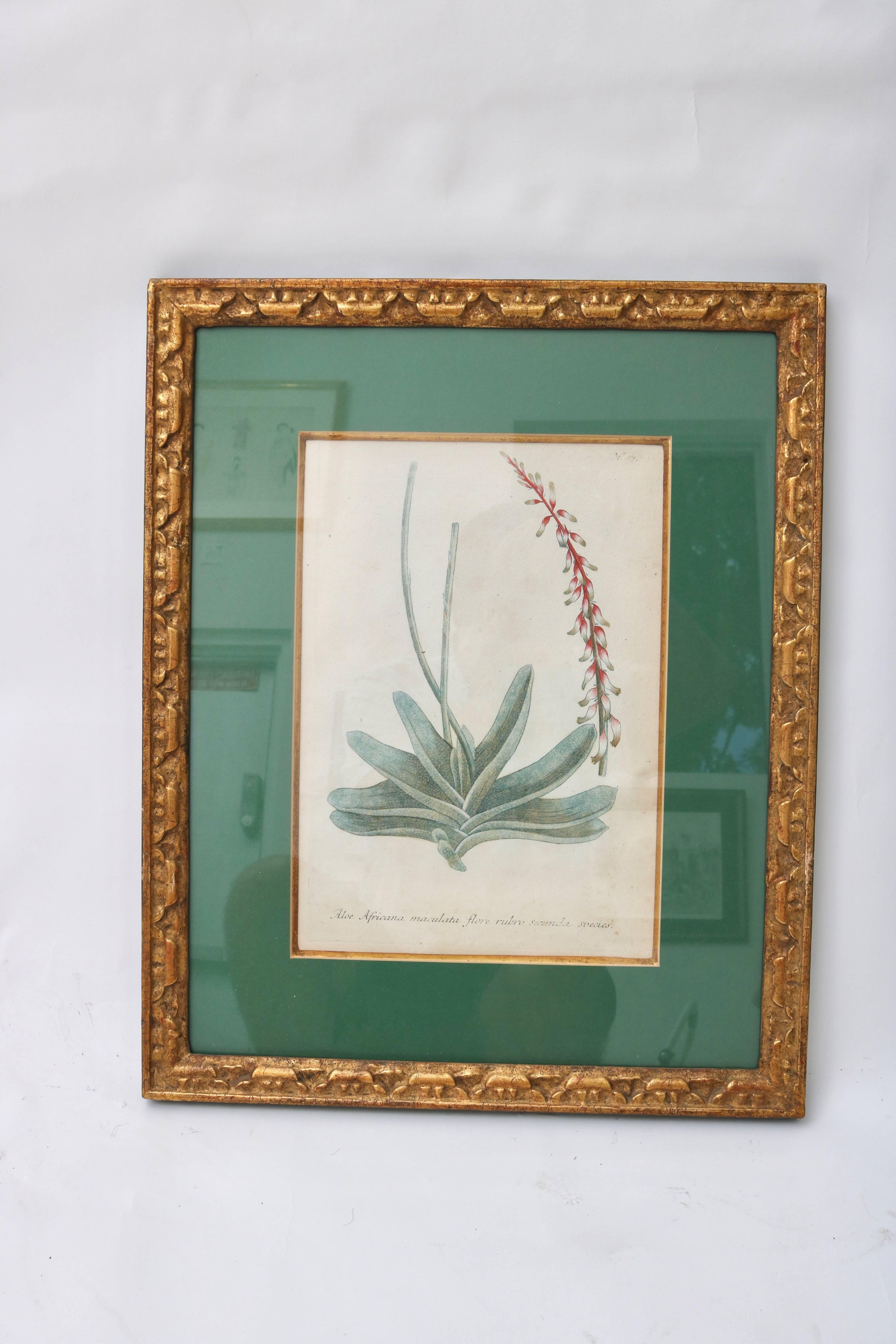 This beautiful set of six hand tinted botanical engravings were recently purchased from Palm Beach estate. 

Image size: 13