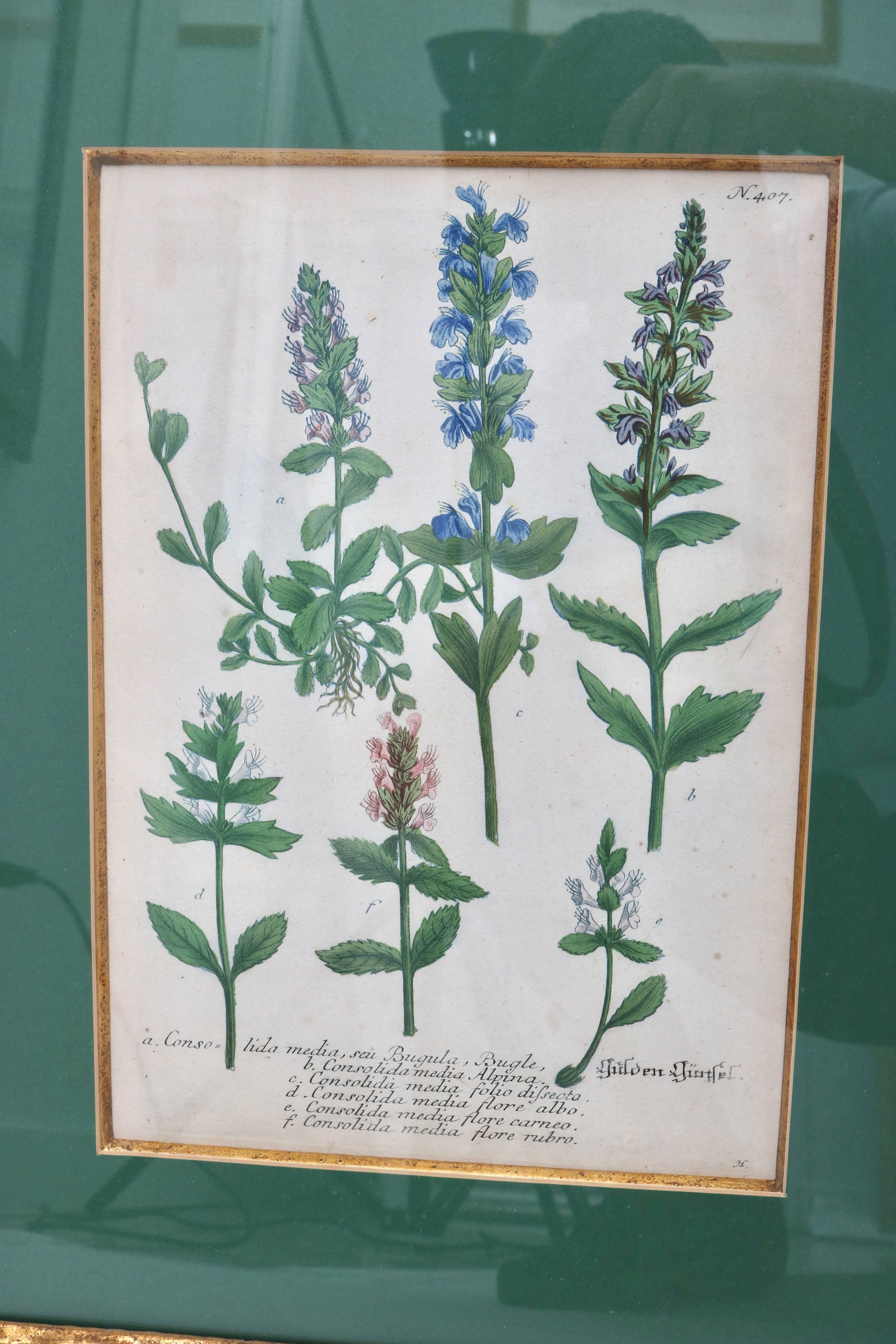 Set of Six 18th Century Hand-Colored Botanicals Prints 3