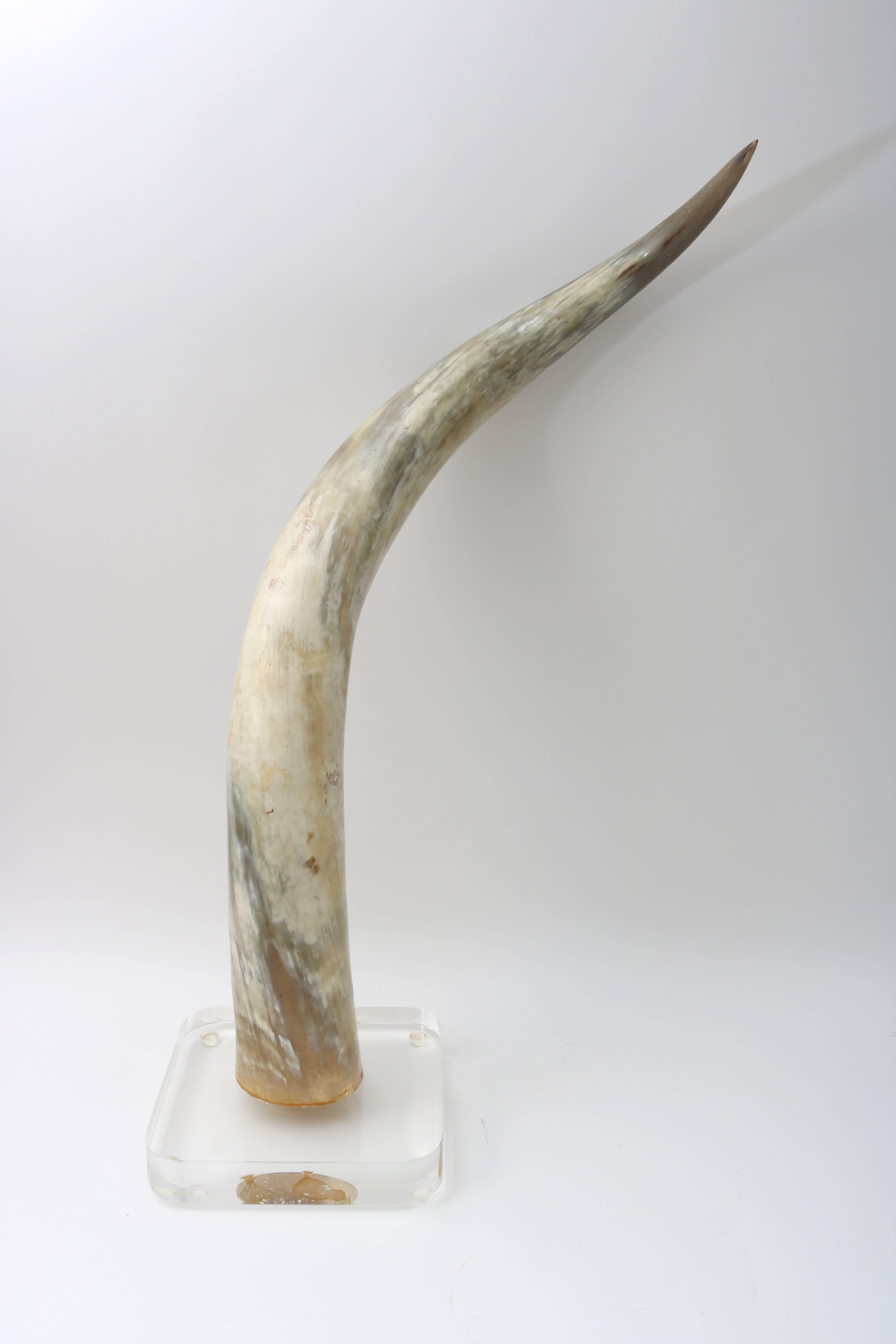 mounted steer horns