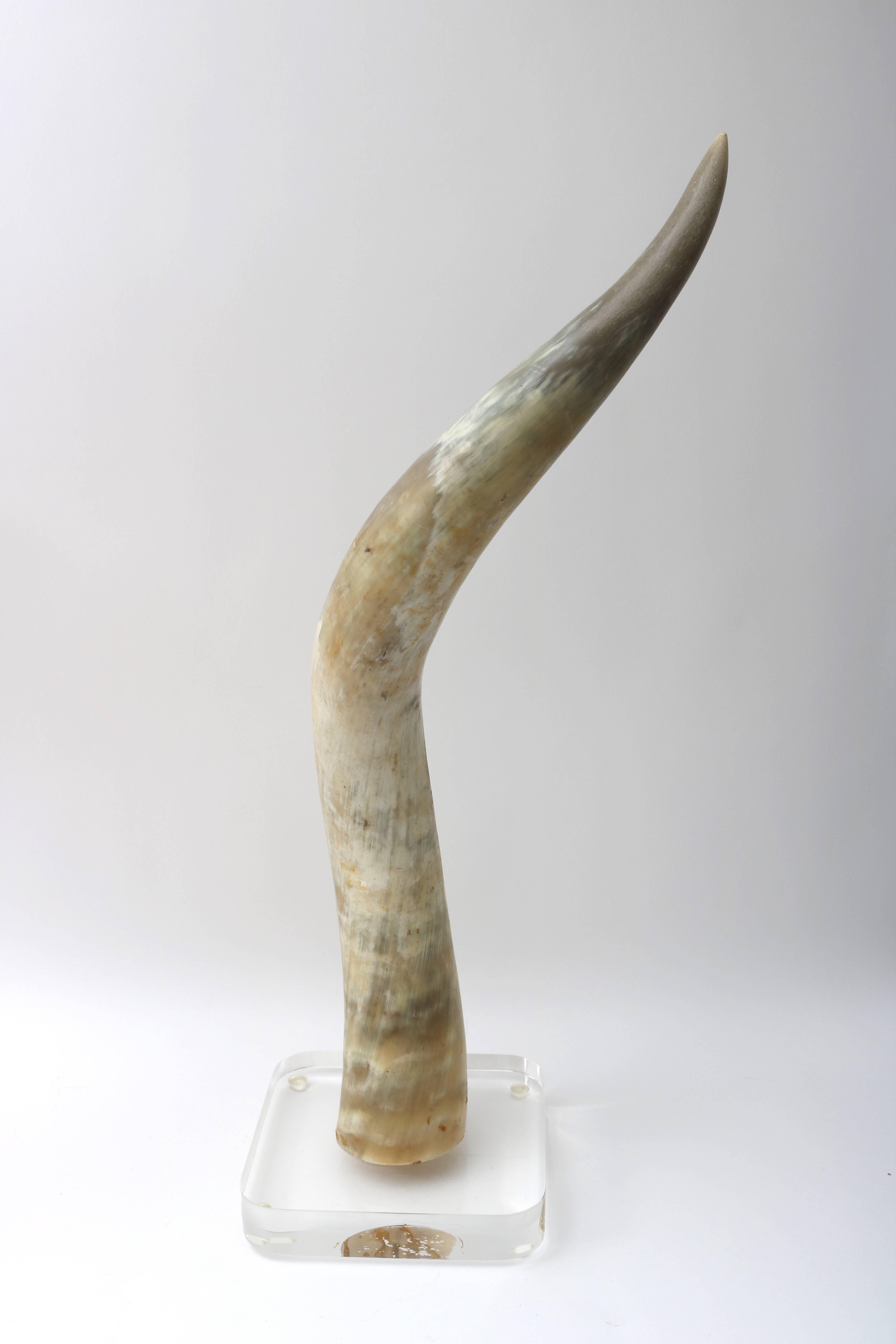 20th Century  Pair of Steer Horns Mounted on Lucite  For Sale