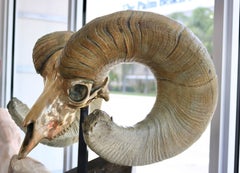 Bronze Sculpture of a Rams Skull by Scott Gayer