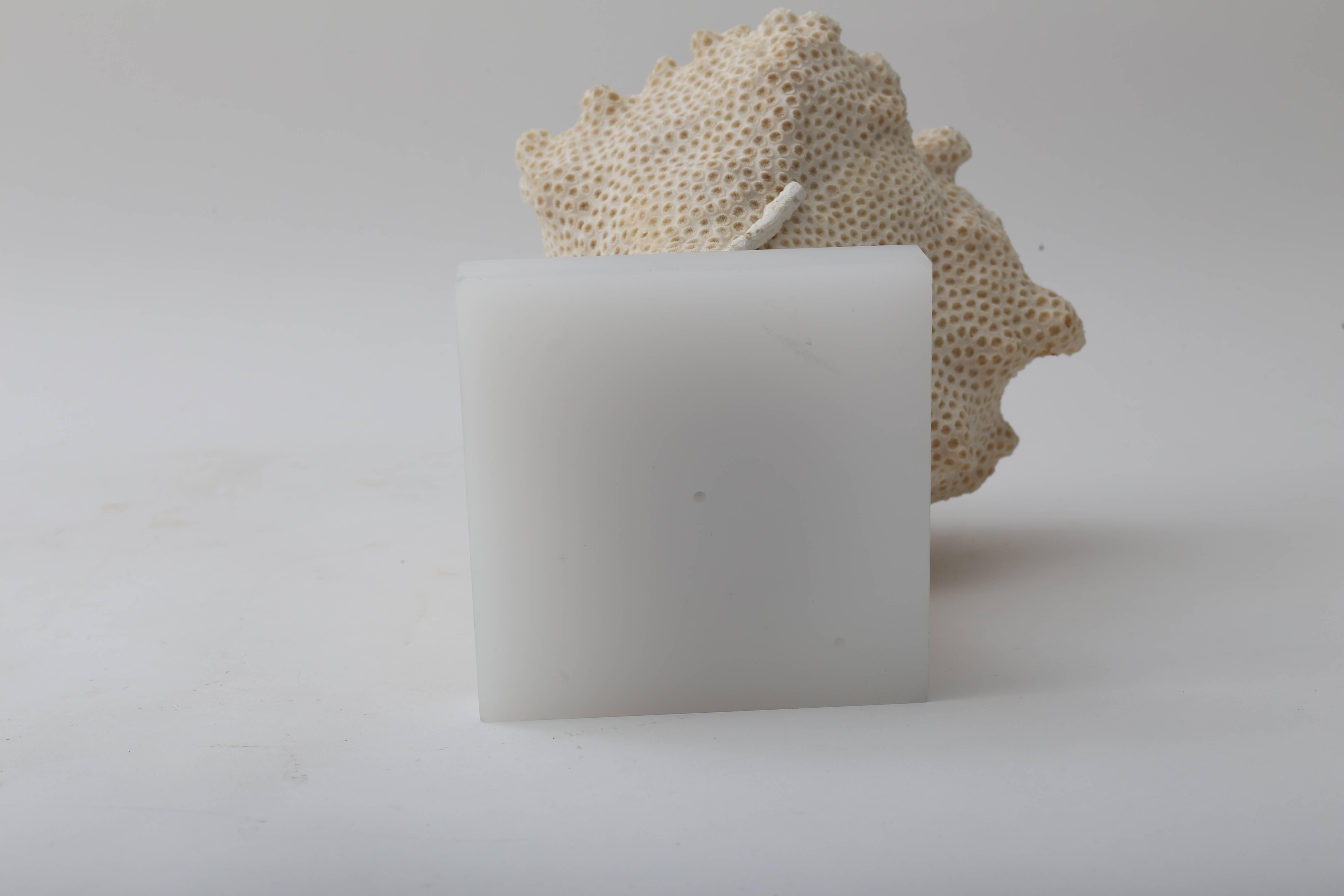 20th Century White Specimen Conch Shell Form Coral For Sale