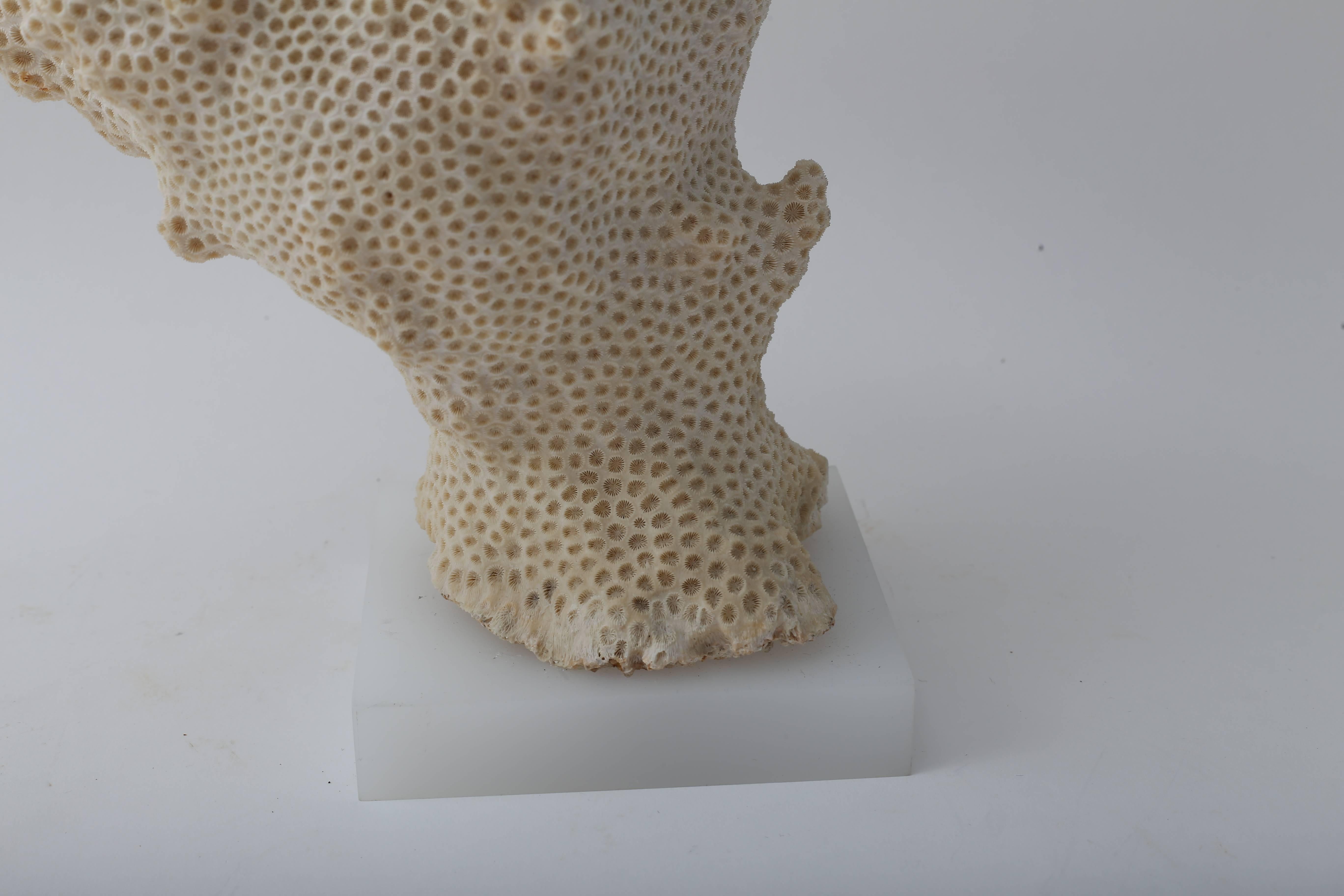 This piece of natural coral takes on the form of a conch shell and is mounted on a solid white Lucite base and dates to the 1970s.
