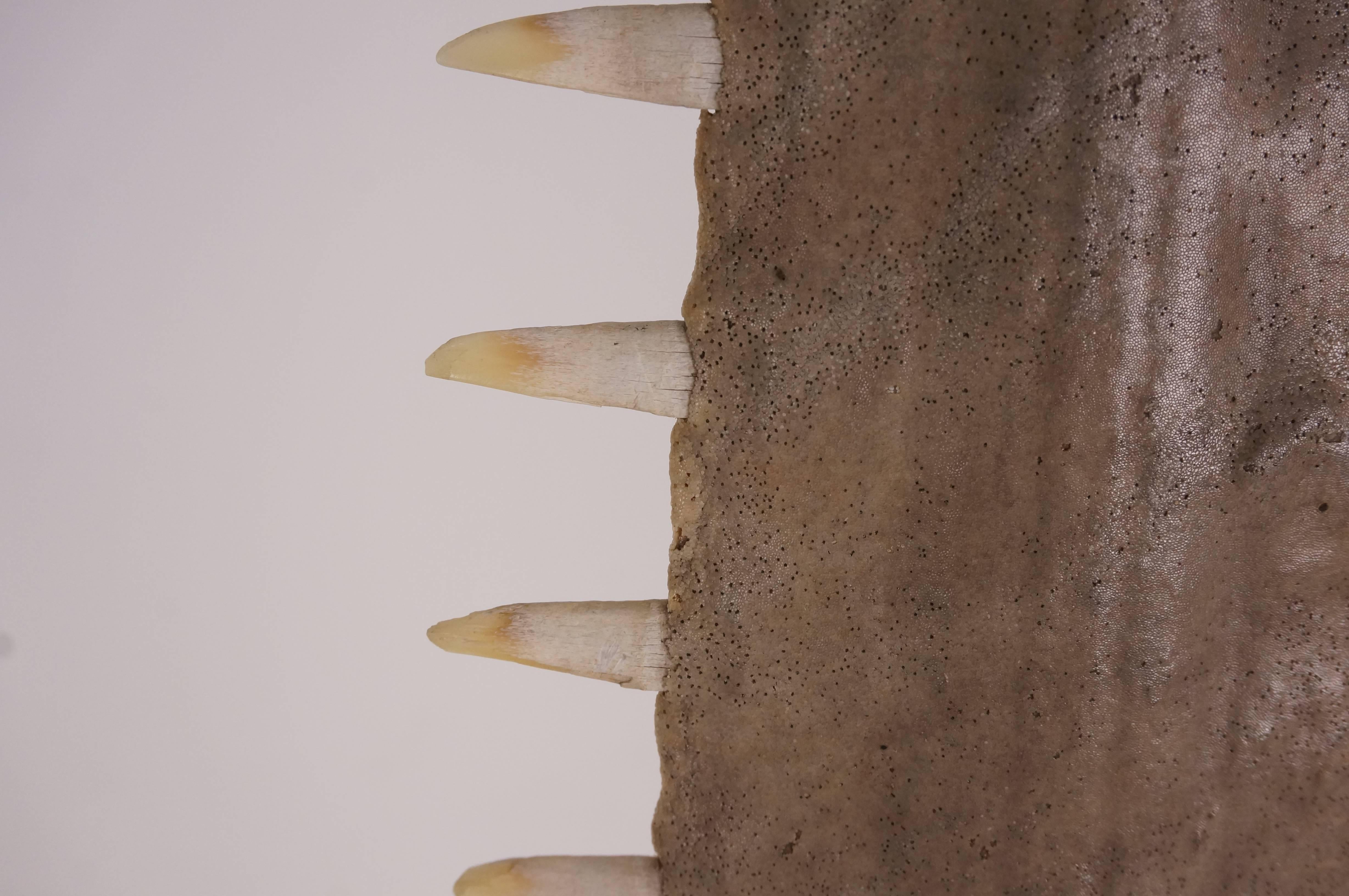 Illuminated Saw-Teeth-Fish-Snout, Arthur Court of San Francisco, 1970s 3