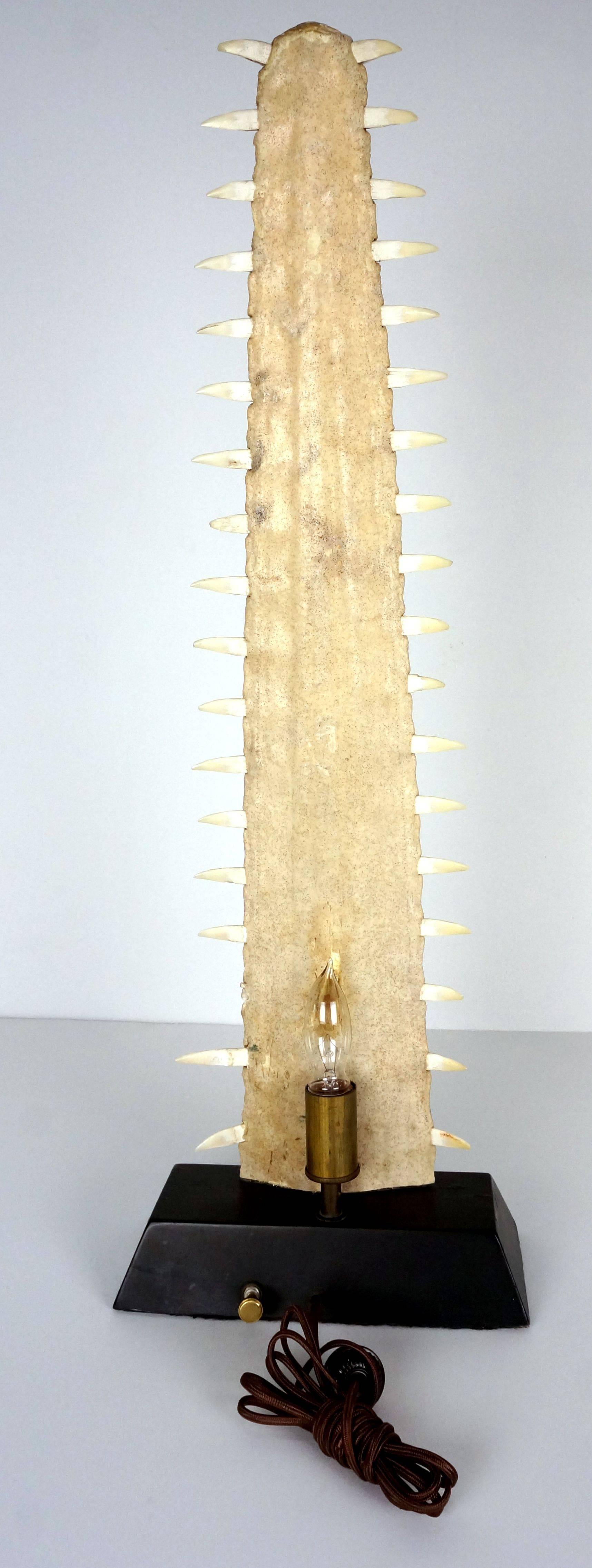 Illuminated Saw-Teeth-Fish-Snout, Arthur Court of San Francisco, 1970s In Good Condition In West Palm Beach, FL