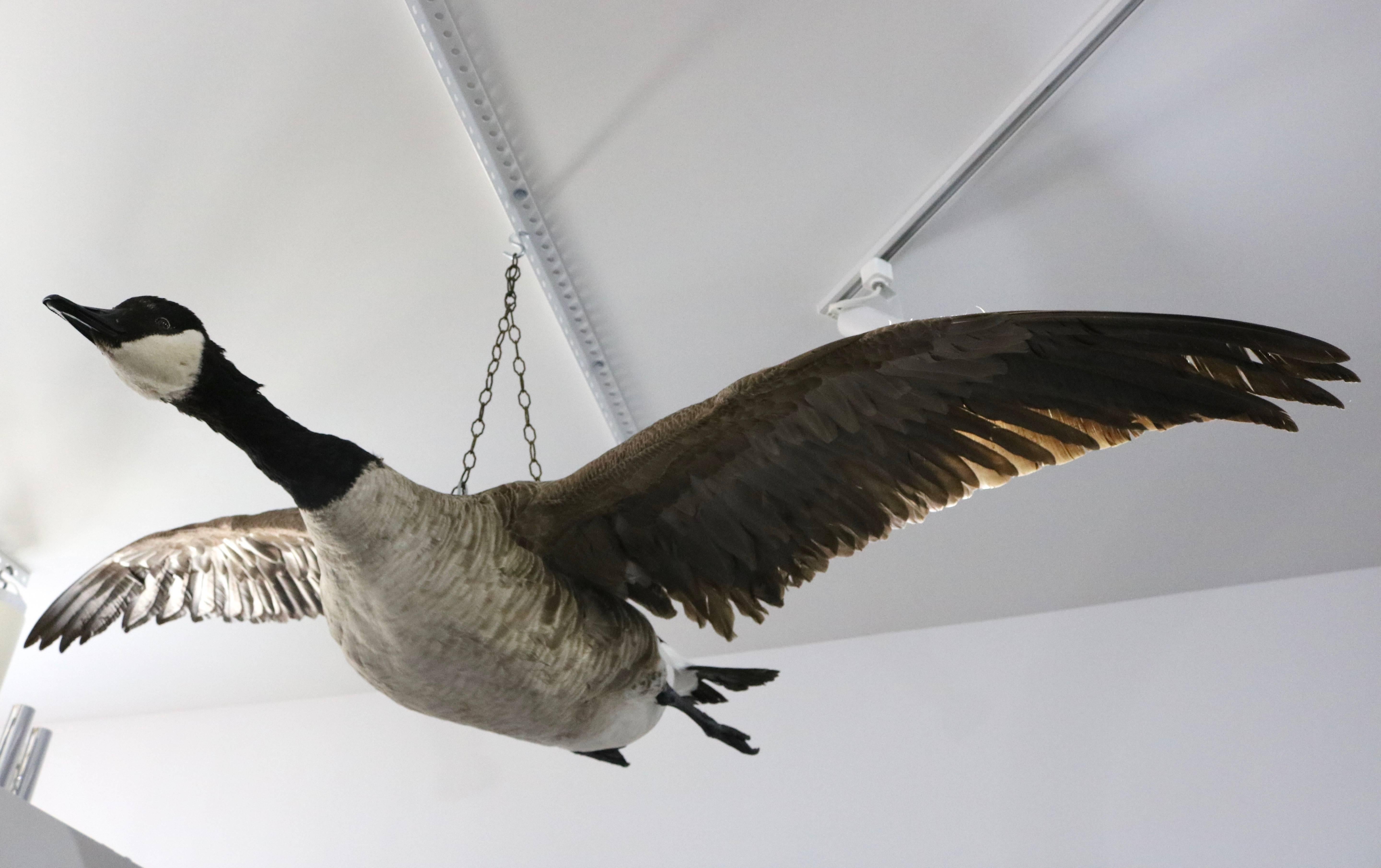 American Set of Two Canadian Geese Taxidermy Specimens