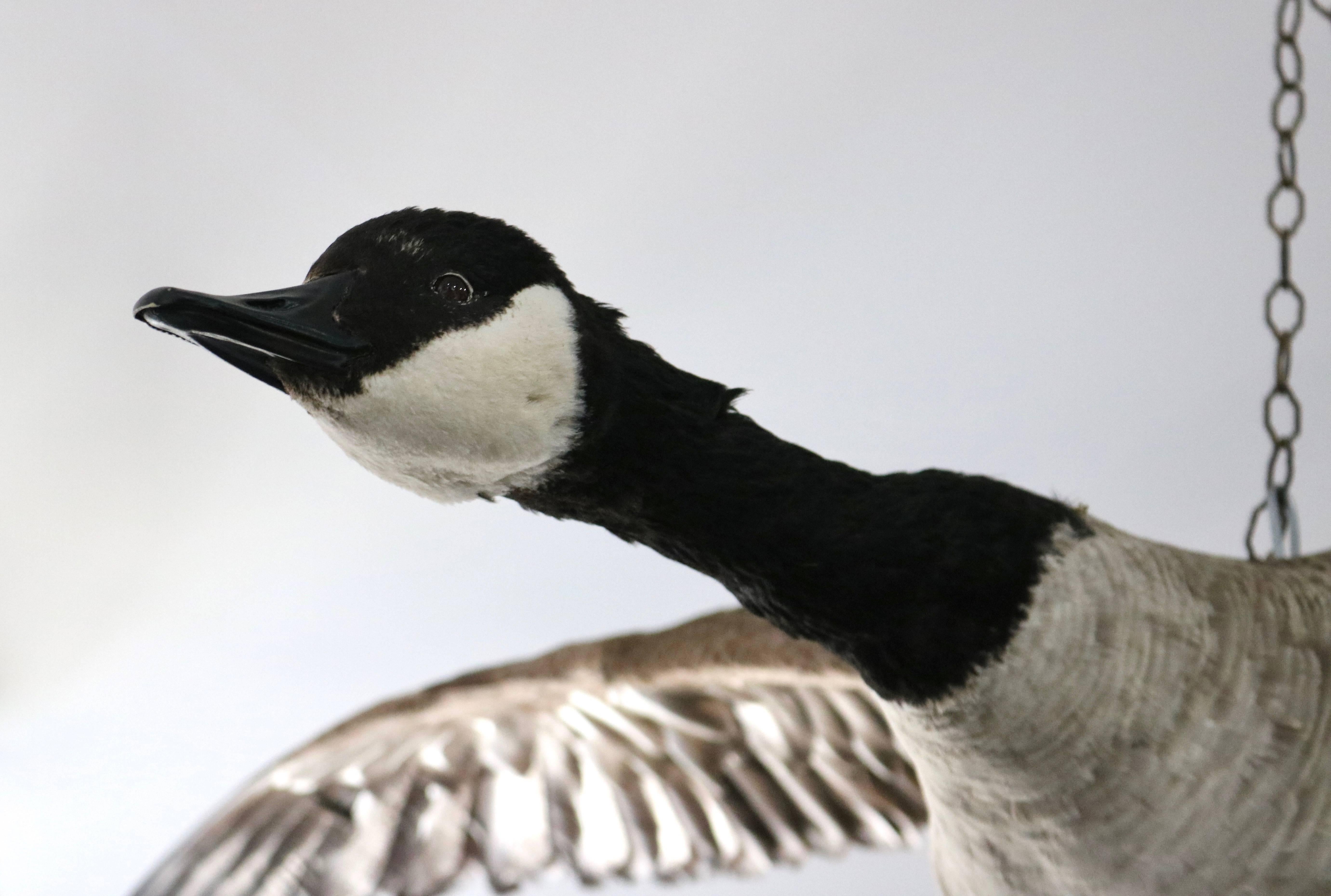 Set of Two Canadian Geese Taxidermy Specimens In Good Condition In West Palm Beach, FL