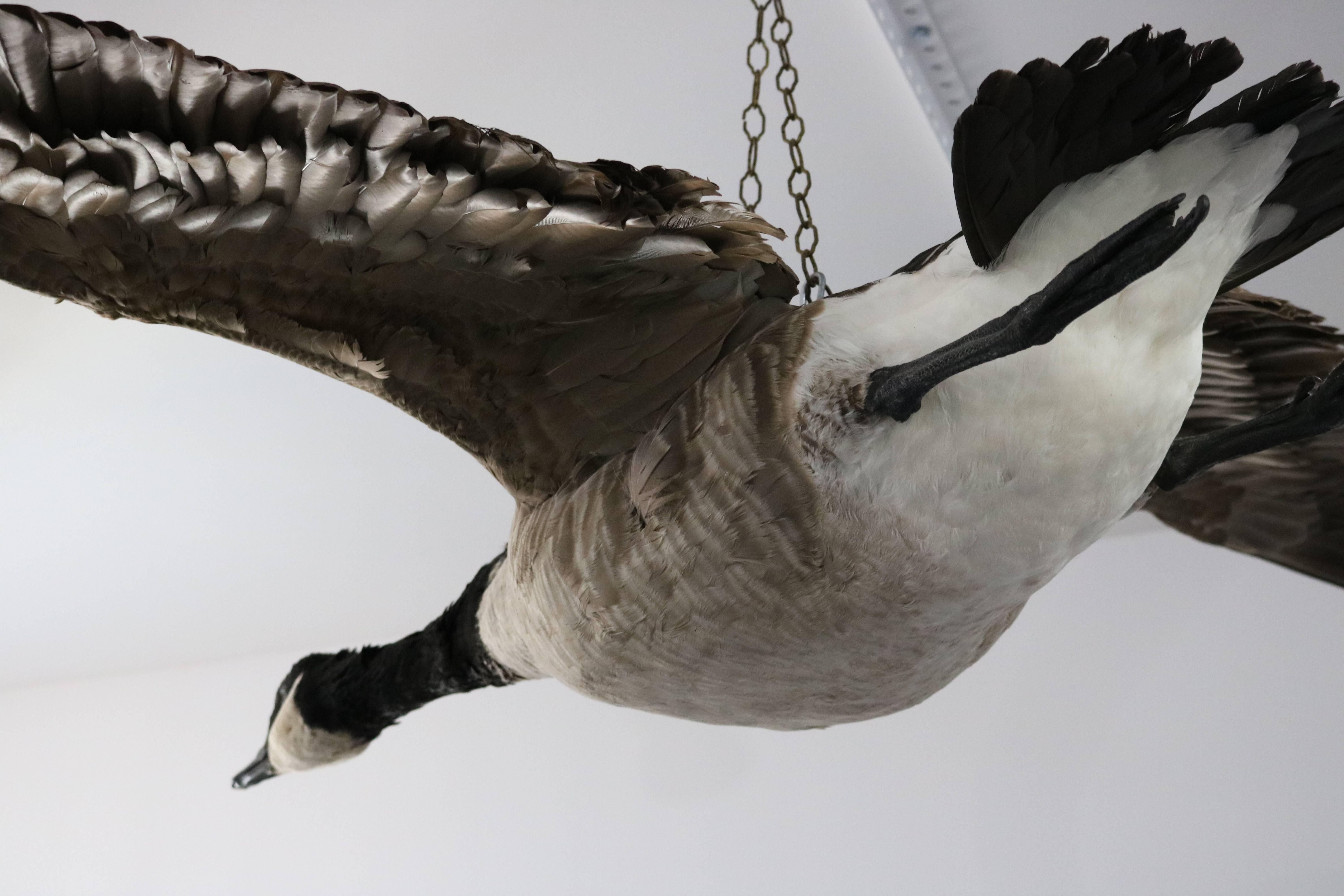 Set of Two Canadian Geese Taxidermy Specimens 1