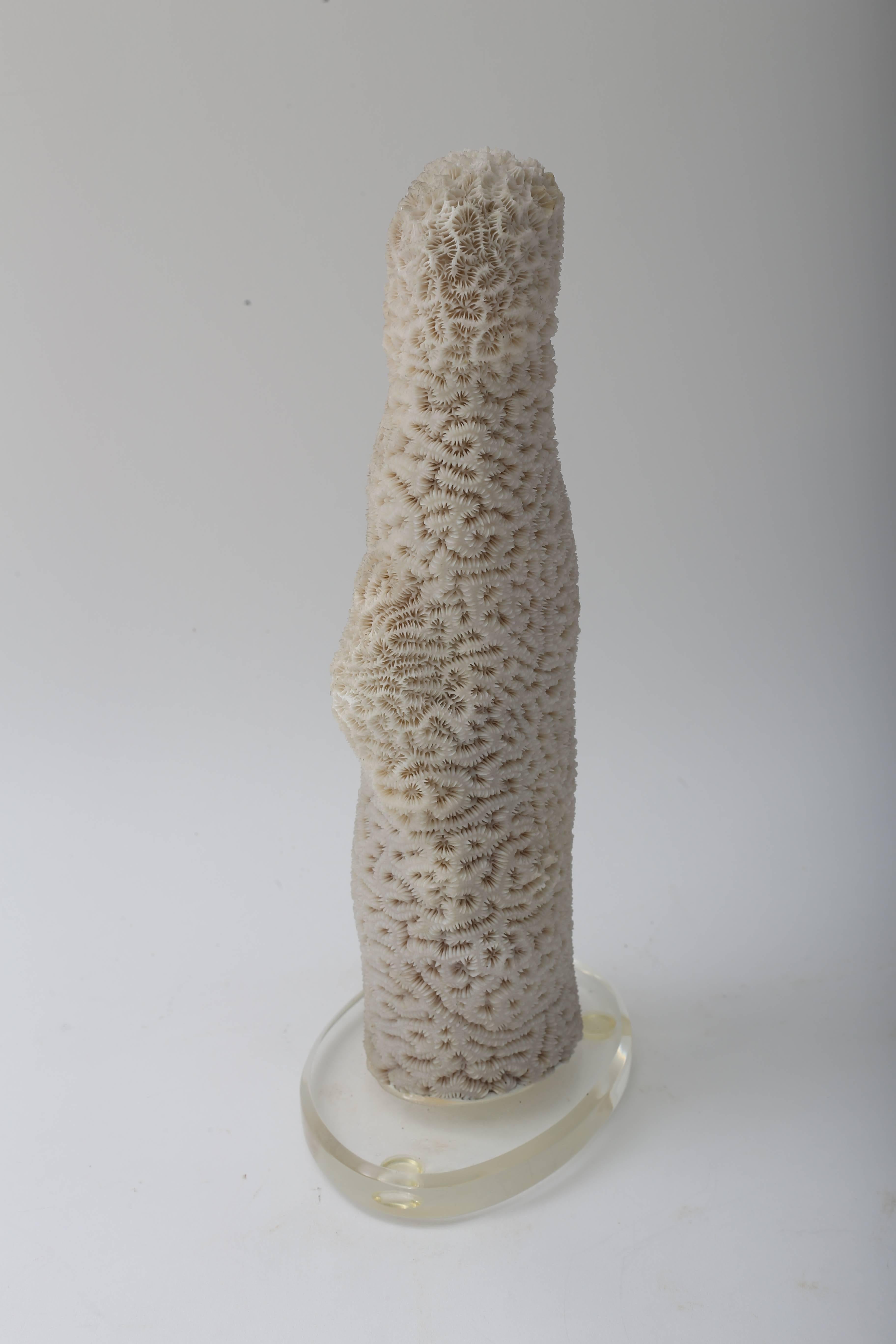American White Specimen Coral For Sale