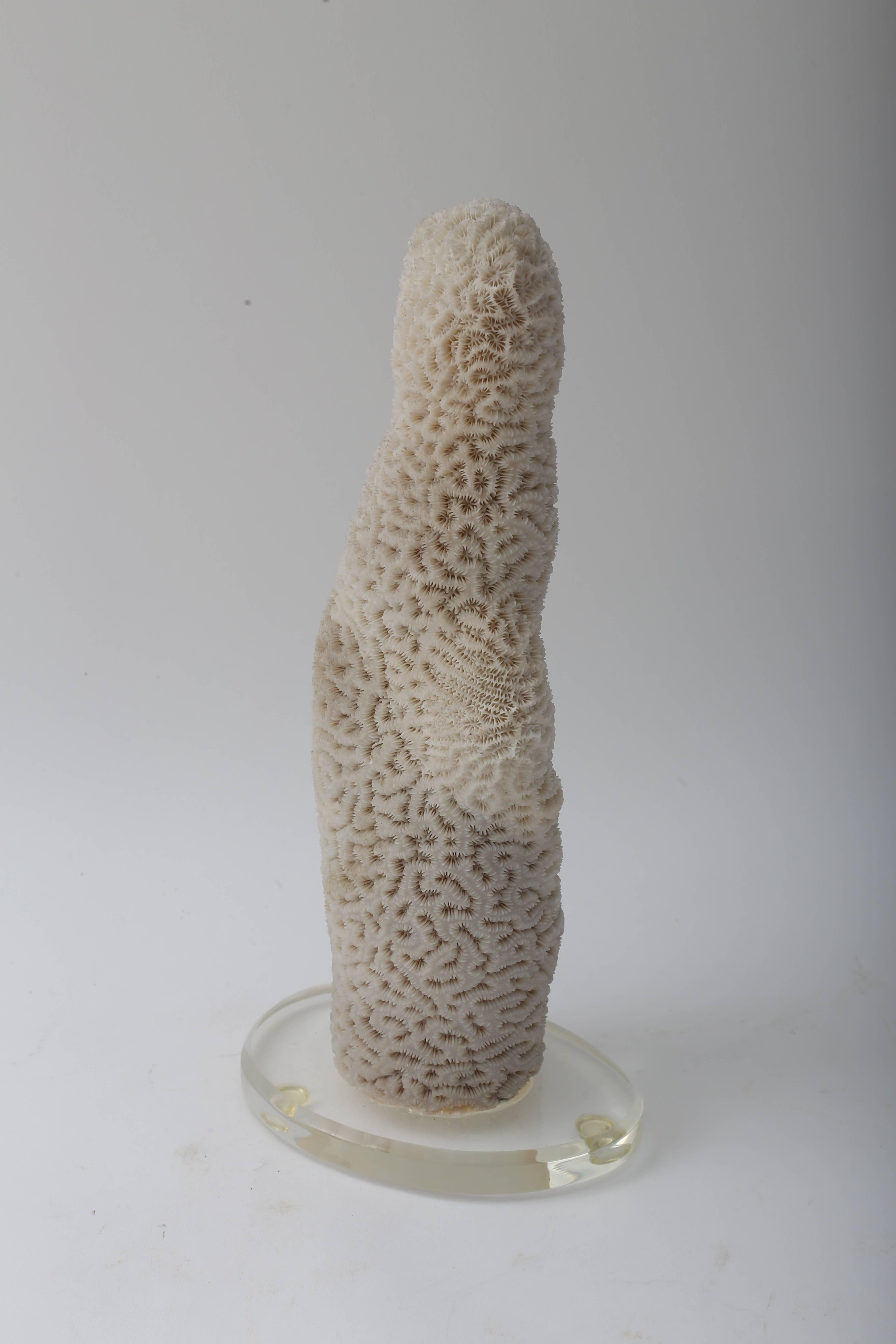 Hand-Crafted White Specimen Coral For Sale