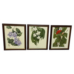 Set mit Vintage-Drucken botanischer Illustrationen von Annie Farrer (limitierte Auflage)