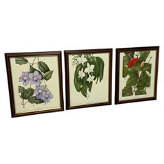 Set mit Vintage-Drucken botanischer Illustrationen von Annie Farrer (limitierte Auflage)